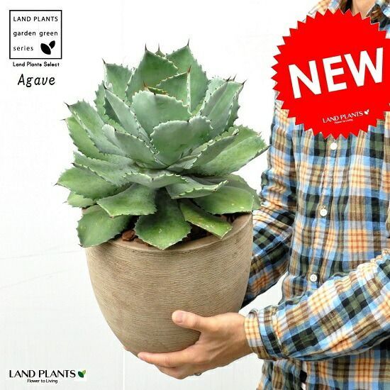 ソテツ大株 緑色 羽状葉 白色鉢 ソテツ大株 緑色 羽状葉 白色鉢