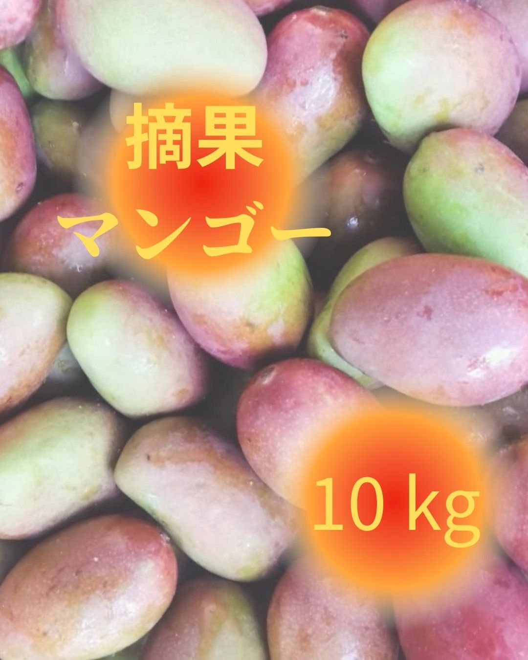 早割り ５月 沖縄県産 摘果マンゴー 10kg 大容量 硬いマンゴー
