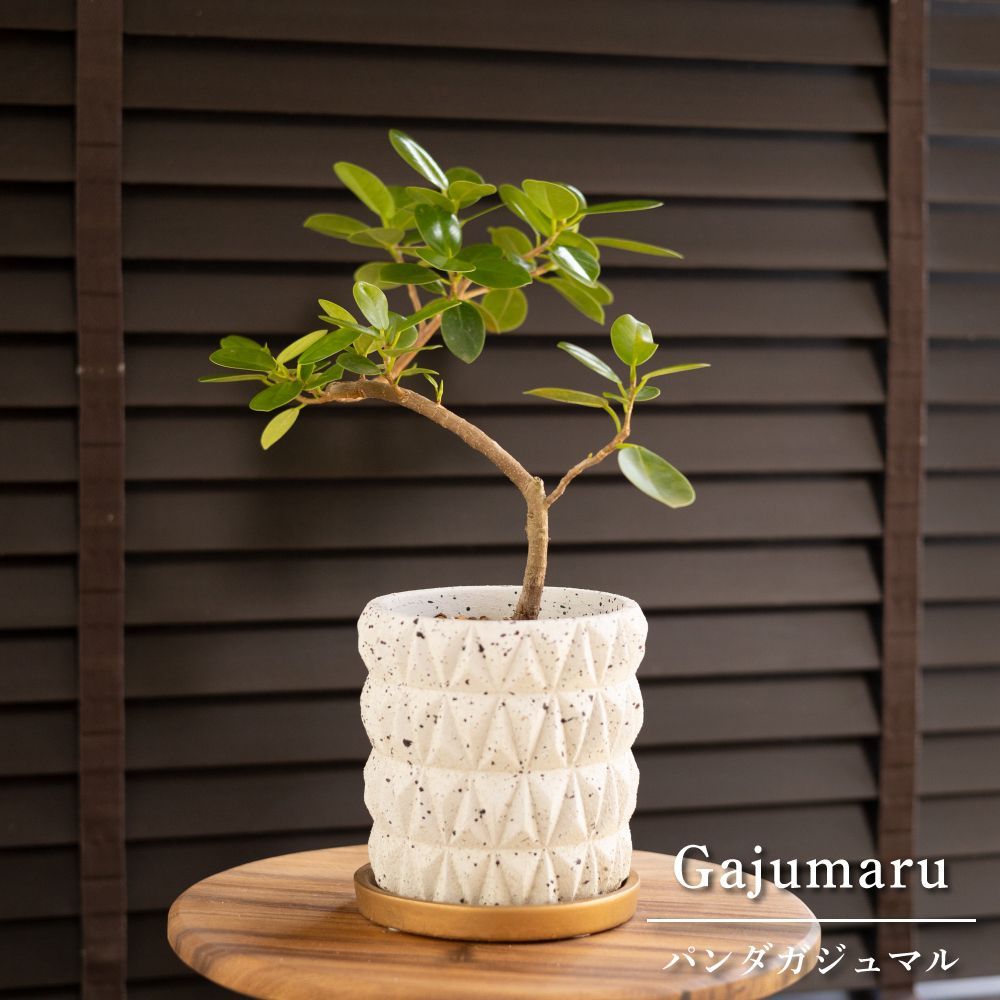 パンダガジュマル 曲げタイプ 陶器鉢 観葉植物 ガジュマルの木