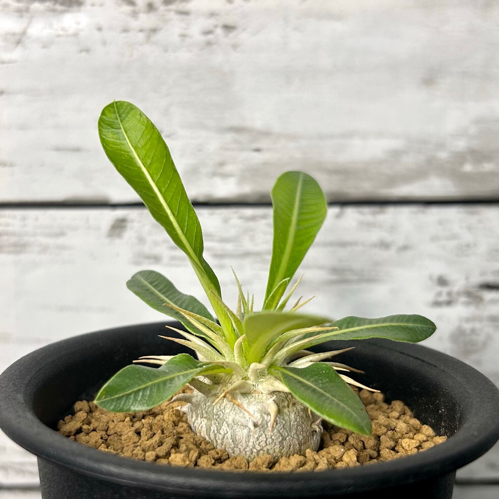 パキポディウム エブレネウム 塊根植物 コーデックス EB20602