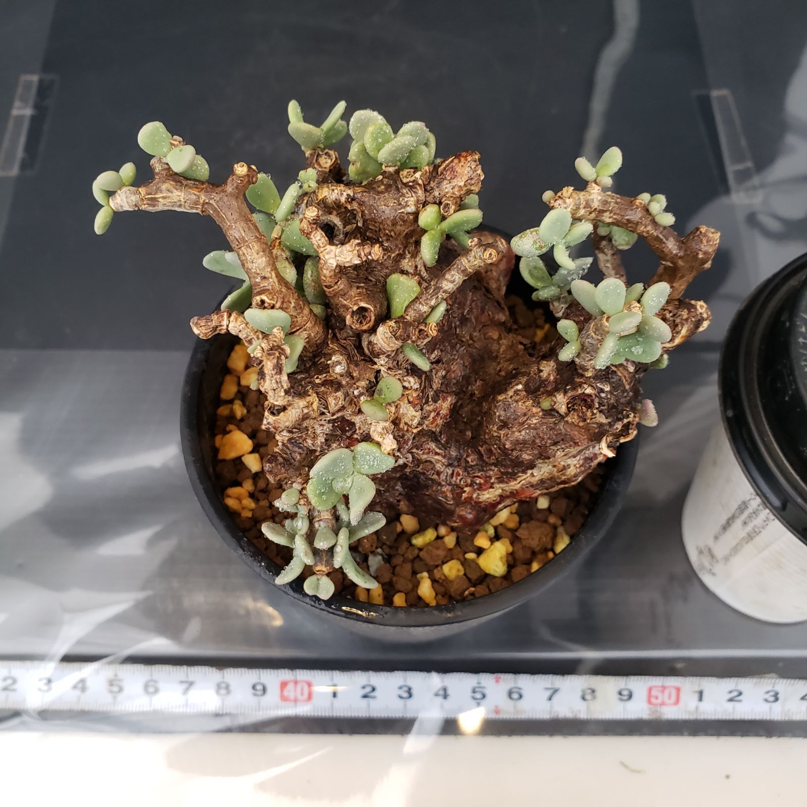 N604【自社養生株】ケラリア ピグマエア（現地球・発根株