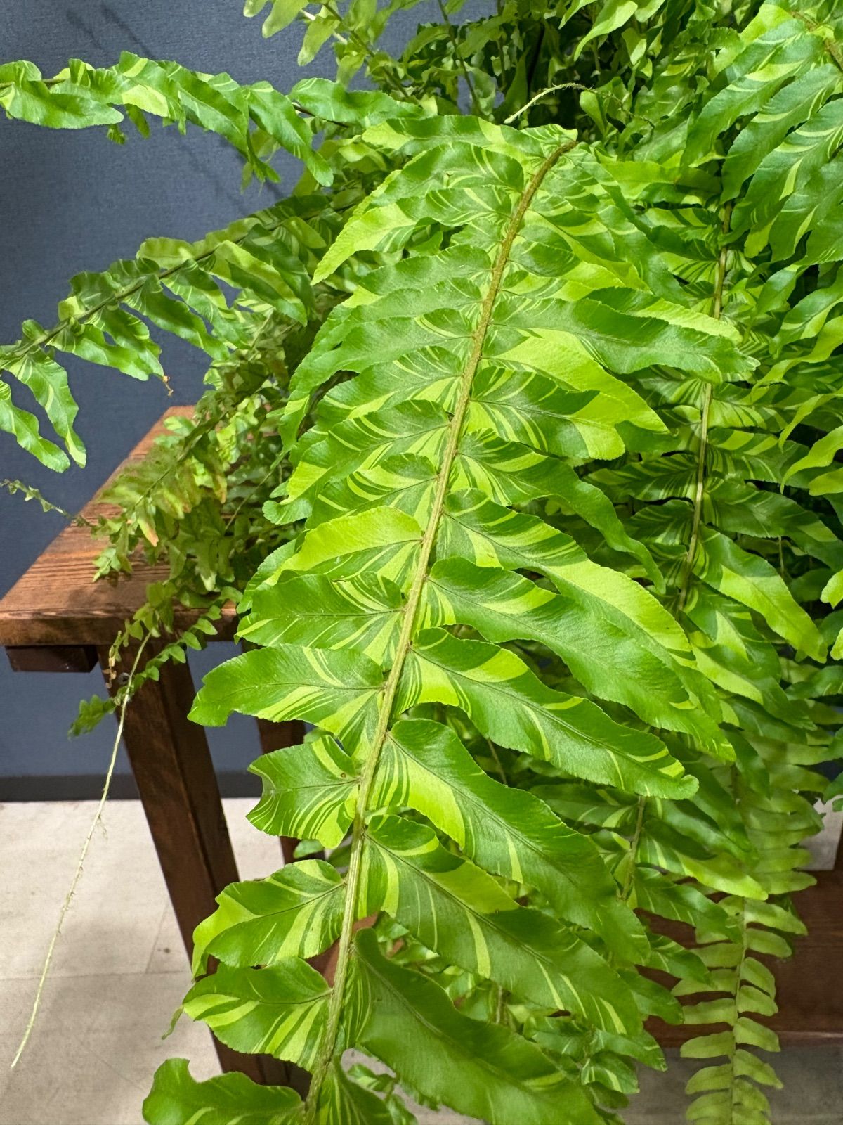 ステファニア スベローサ 柳*様 【極美株/塊根植物】ステファニア