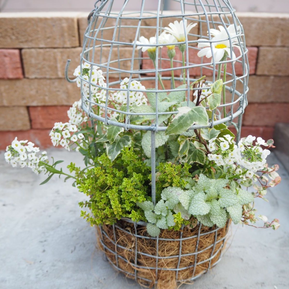人気の福袋 人気ブランドの 新品 未使用 ホワイトグリーンの爽やか鳥かご 寄せ植え フラワー ガーデン Www Sundiscountpharmacy Com Www Sundiscountpharmacy Com