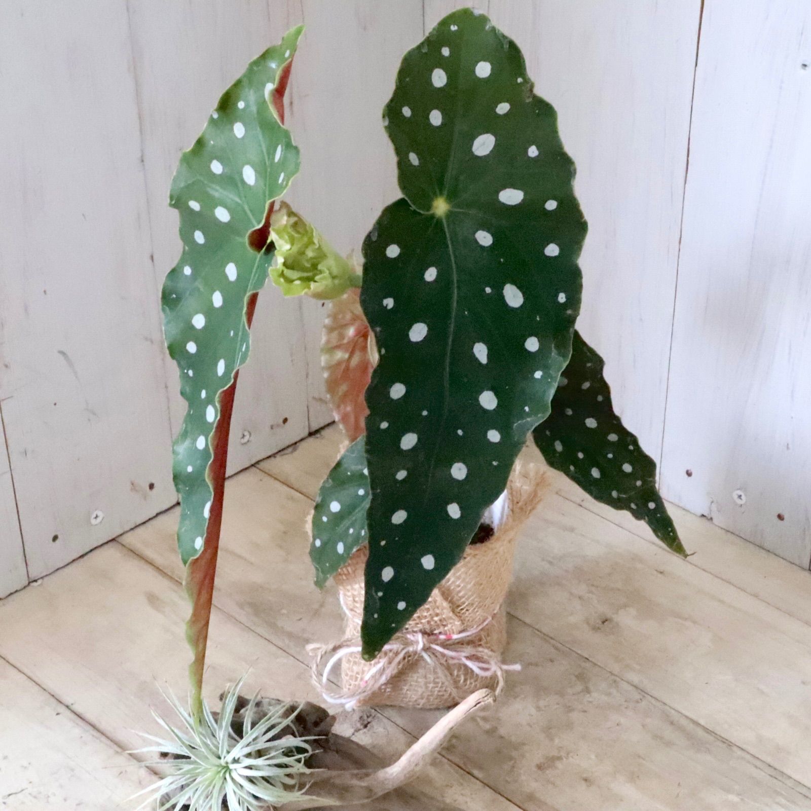 ベゴニア♡マクラータ♡水玉模様♡観葉植物♡ - メルカリ