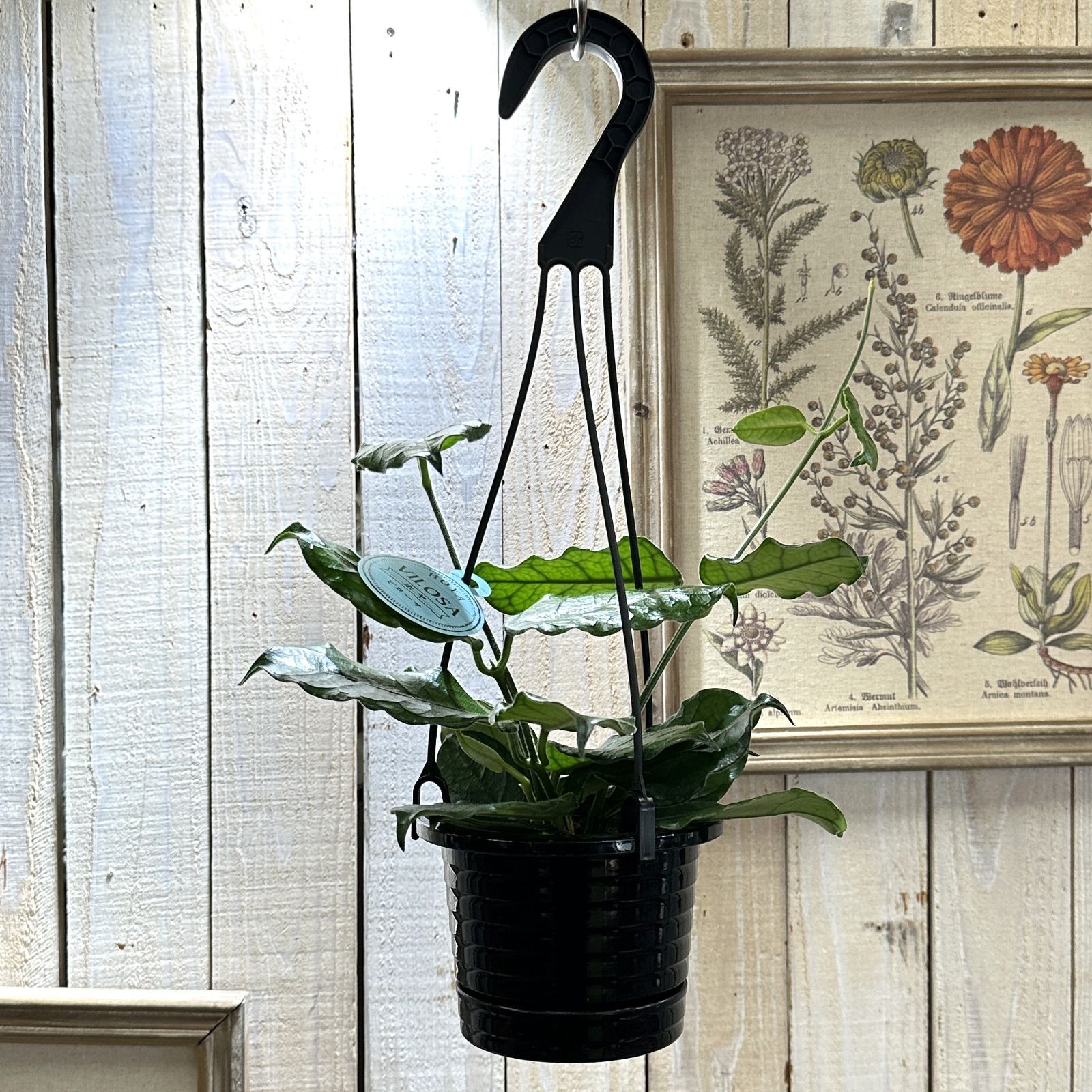 観葉植物 ホヤ ビローサ 4号 吊り(現品) インテリア カワイイ 可愛い
