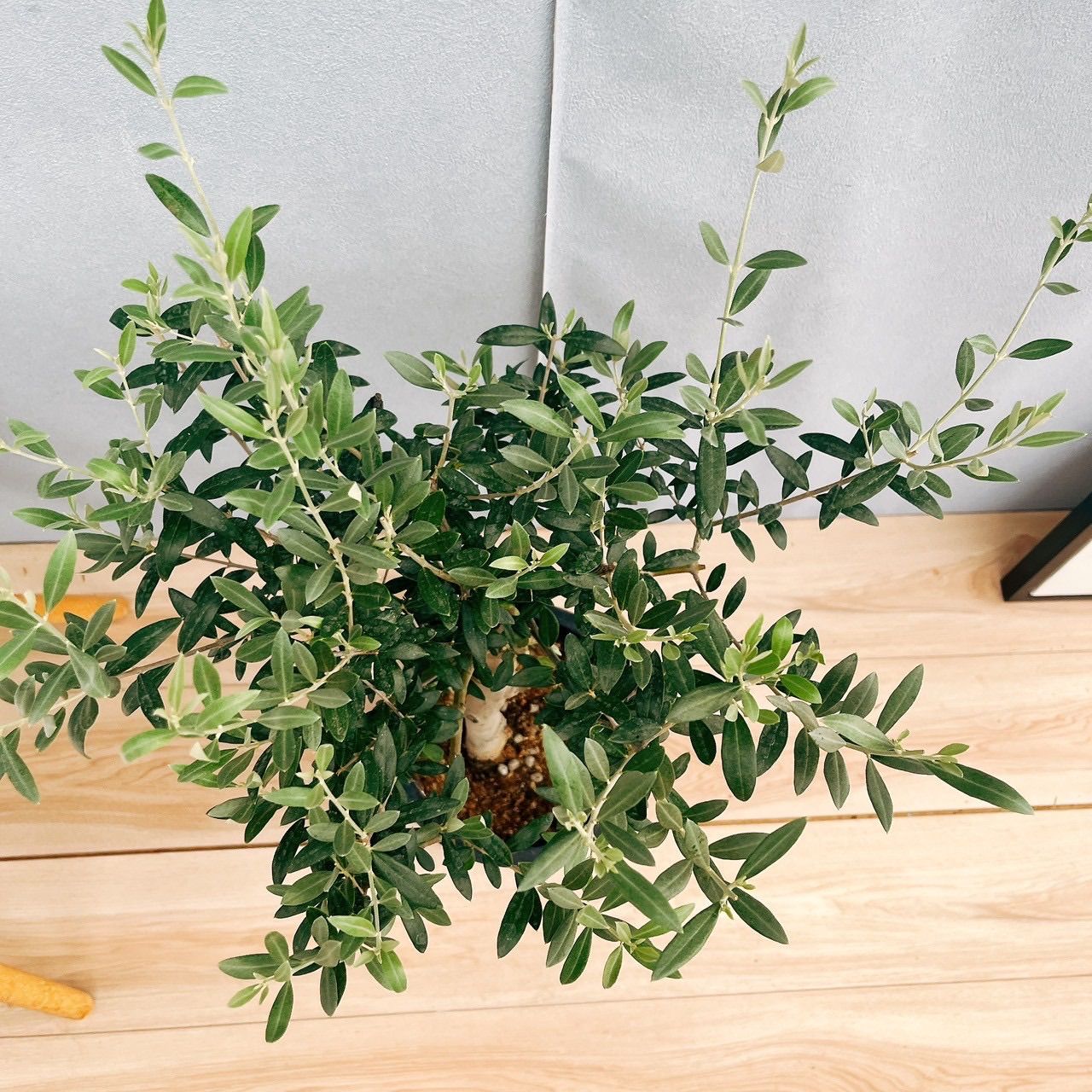 現品］【希少】☆数量限定☆36番 創樹 オリーブ セント