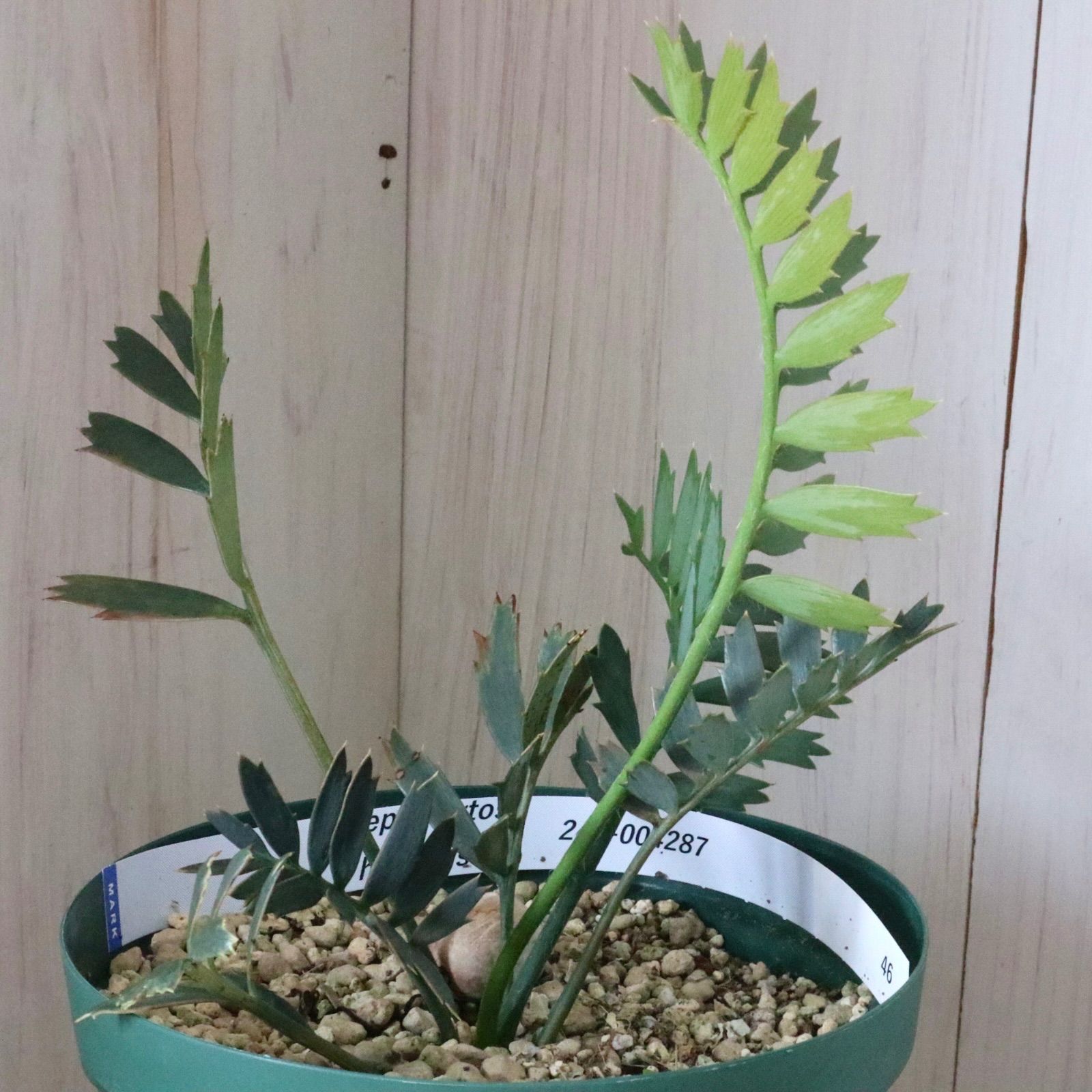 現品♡絶滅種♡ヒメオニソテツ♡ エンセファラルトス ホリダス