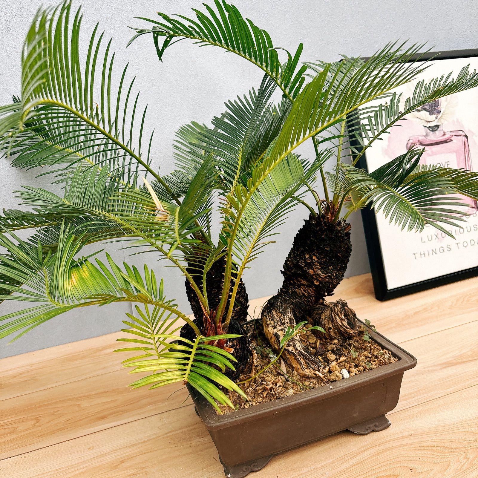 ソテツ・蘇鉄・観葉植物・盆栽 盆栽ソテツ