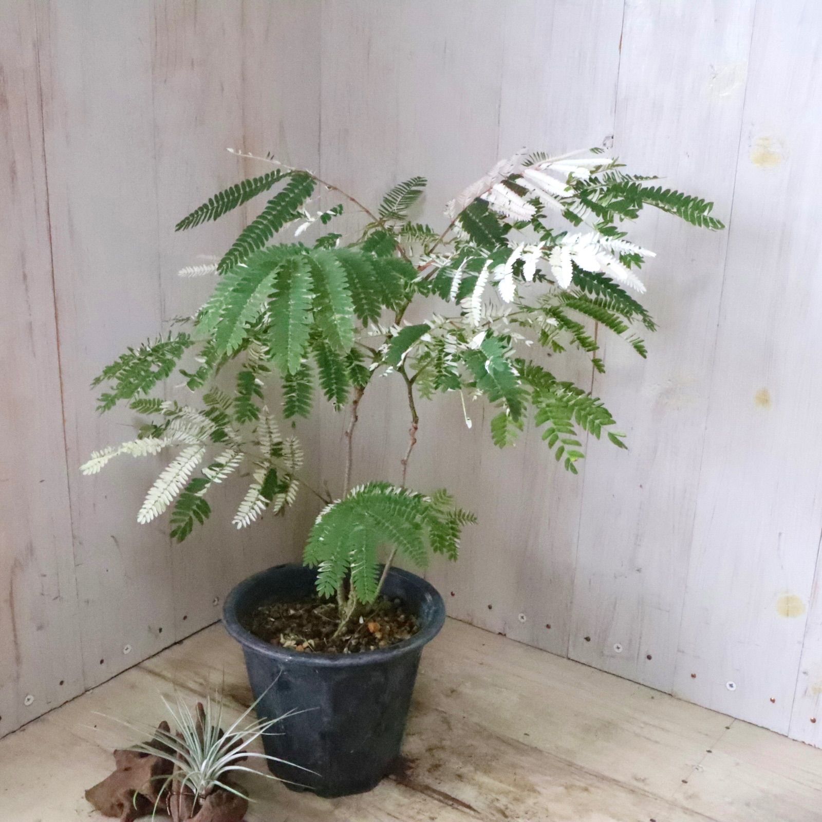 希少♡斑入り♡エバーフレッシュ♡ネムの木♡観葉植物♡インテリア