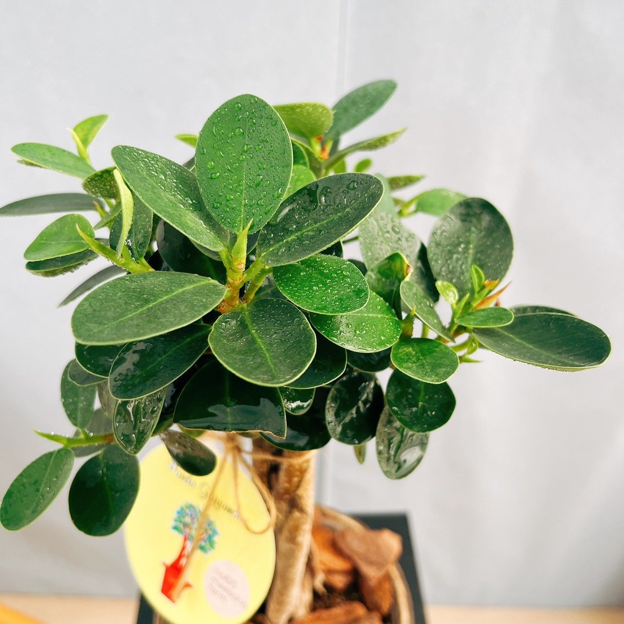 パンダガジュマル 8号 室内 レア ゴムの木 多幸の木 鉢 現品］【希少