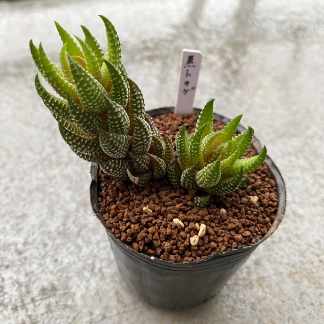 多肉植物 抜き苗 ハオルチア 黒蜥蜴 - メルカリ