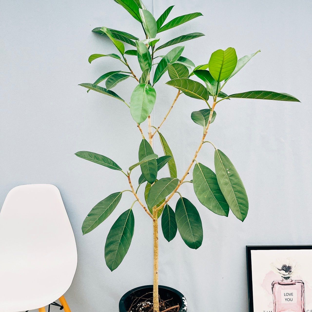 現品 一 12番 フィカス ベンガレンシス ロイ 10号 観葉植物 室内 大型 ゴムの木 珍しい