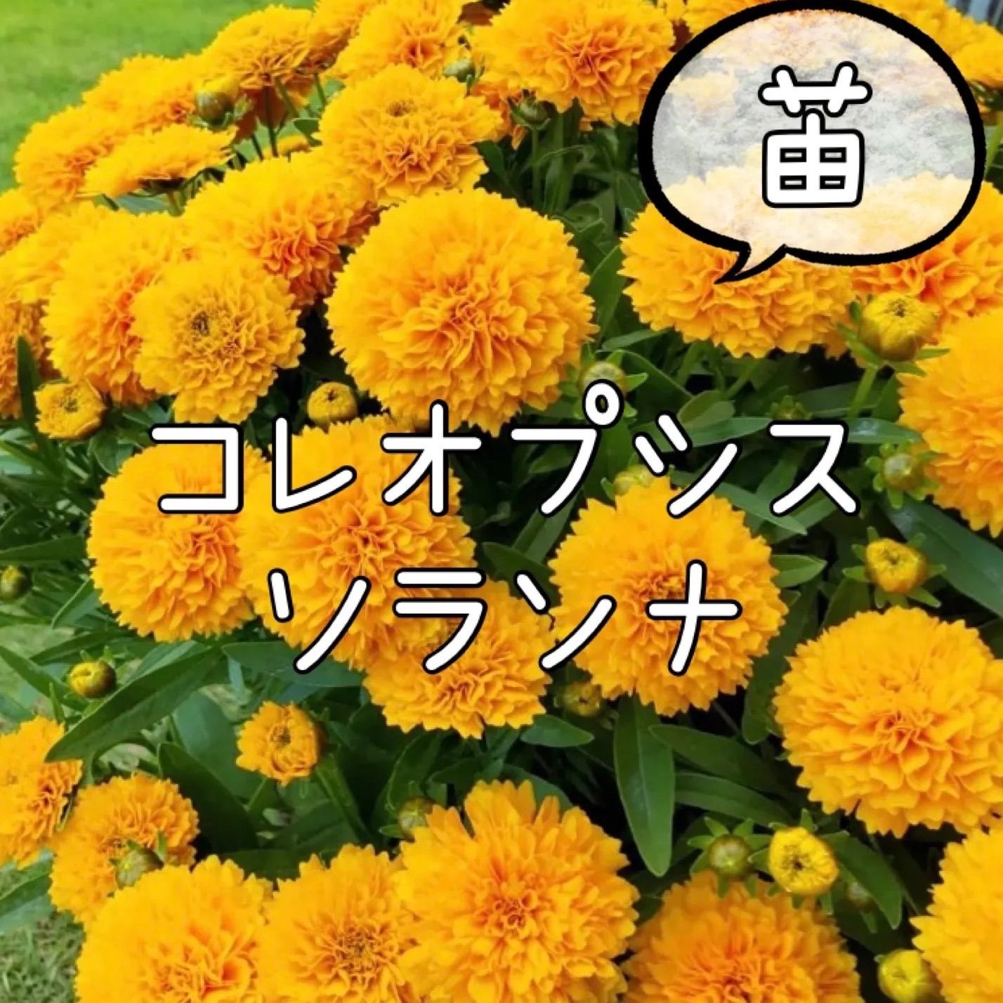 コレオプシス 黄色 花苗 宿根草　専用ページ 豪華な八重咲き 宿根草 コレオプシス ソランナ 花苗 花 苗 - メルカリ