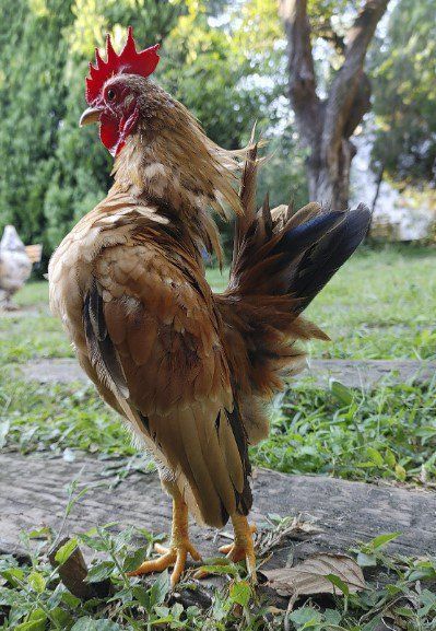 ニワトリ（セラマ種）オス 全身骨格標本 - メルカリ