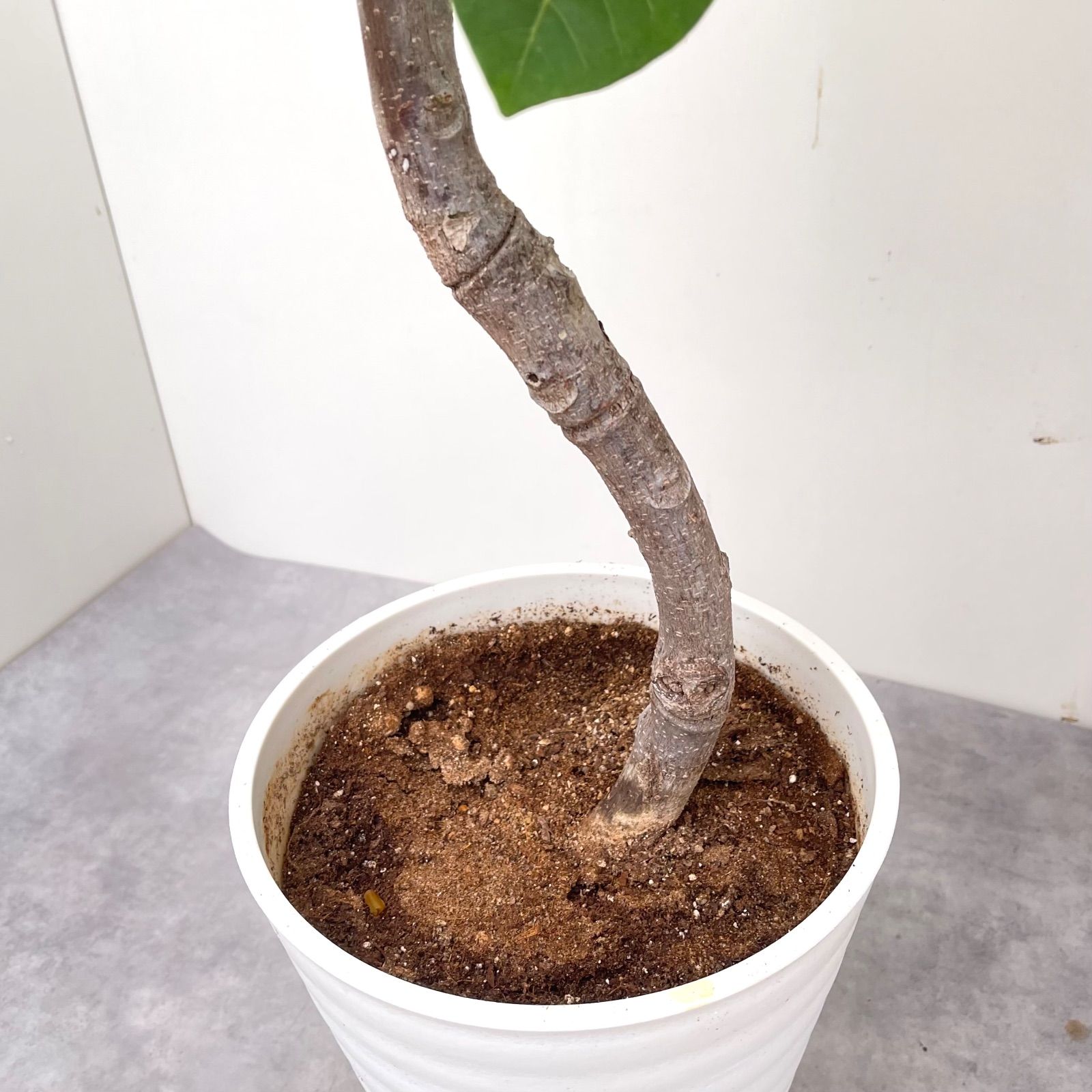 観葉植物 室内
