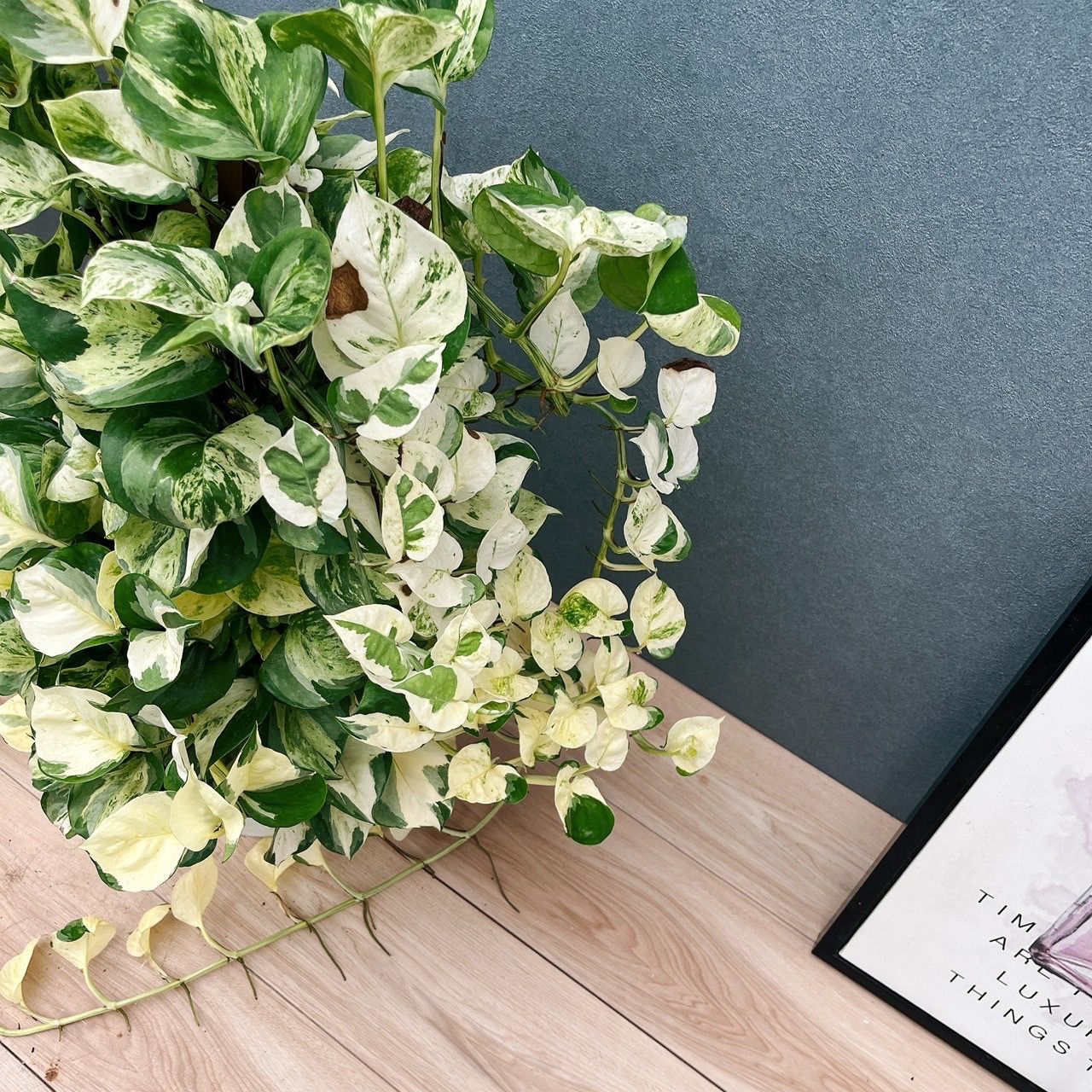 現品］【希少】9番 ♡かわいい♡ ポトス ステータス 7号 フェンス