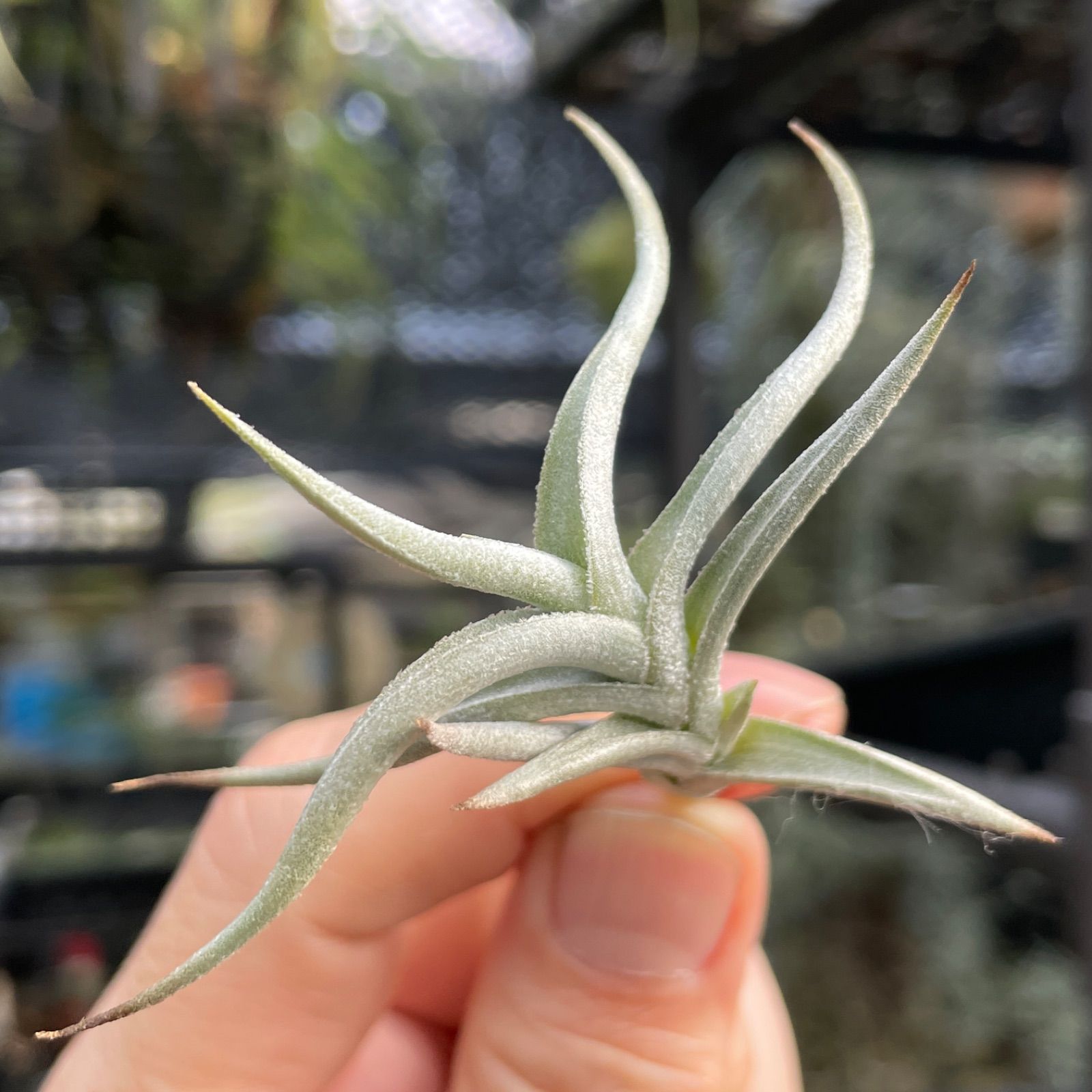 Tillandsia ヒルタ TBellisima__43788.1737652736.