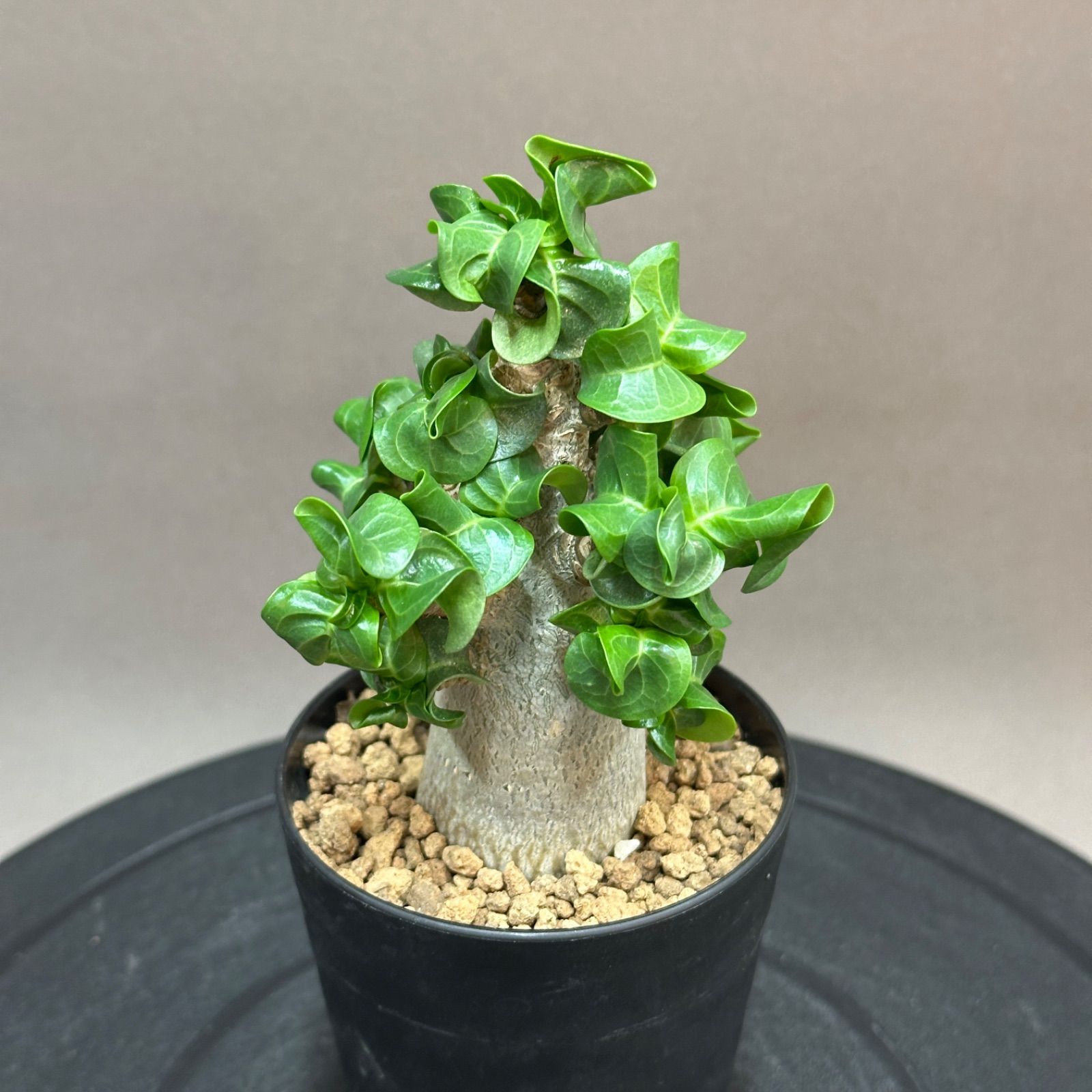 送料無料，低価 メデューサ【獅子葉DHA】ドーセットホーンメデューサ