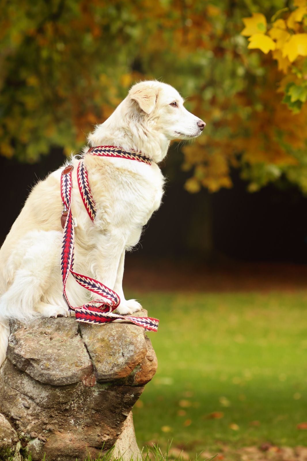 IP65防水 スペイン製 高級犬用リード(2m) Peyote red（小型犬 中型犬