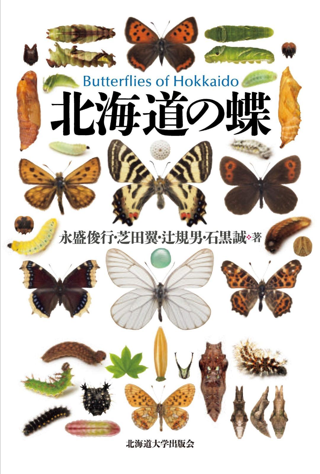 北海道の蝶 注文 北海道の蝶の種類】オオイチモンジやアカマダラ