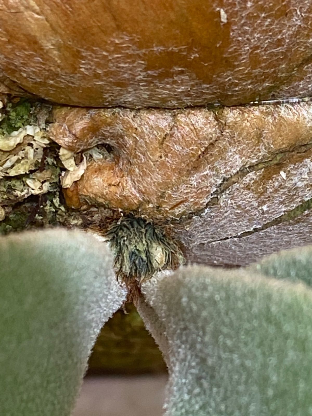 P.Paul Vespa(OC)子株 ビカクシダ ポールベスパ - メルカリ