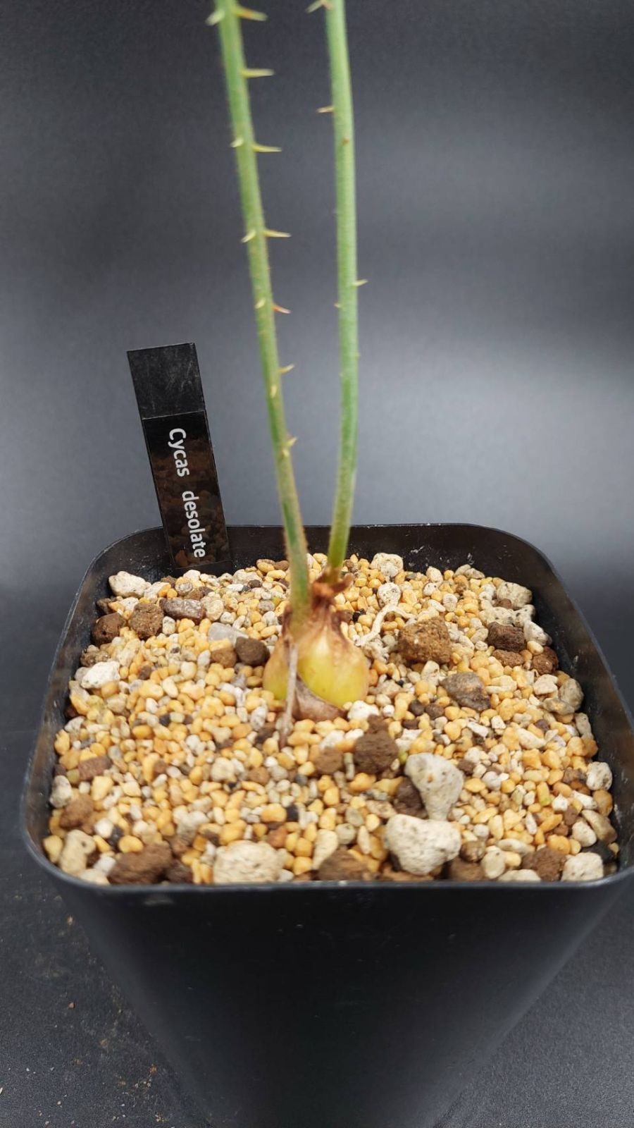 ◇サイカス デソラータ デソラタ 実生苗！◇Cycas desolata 希少ブルー