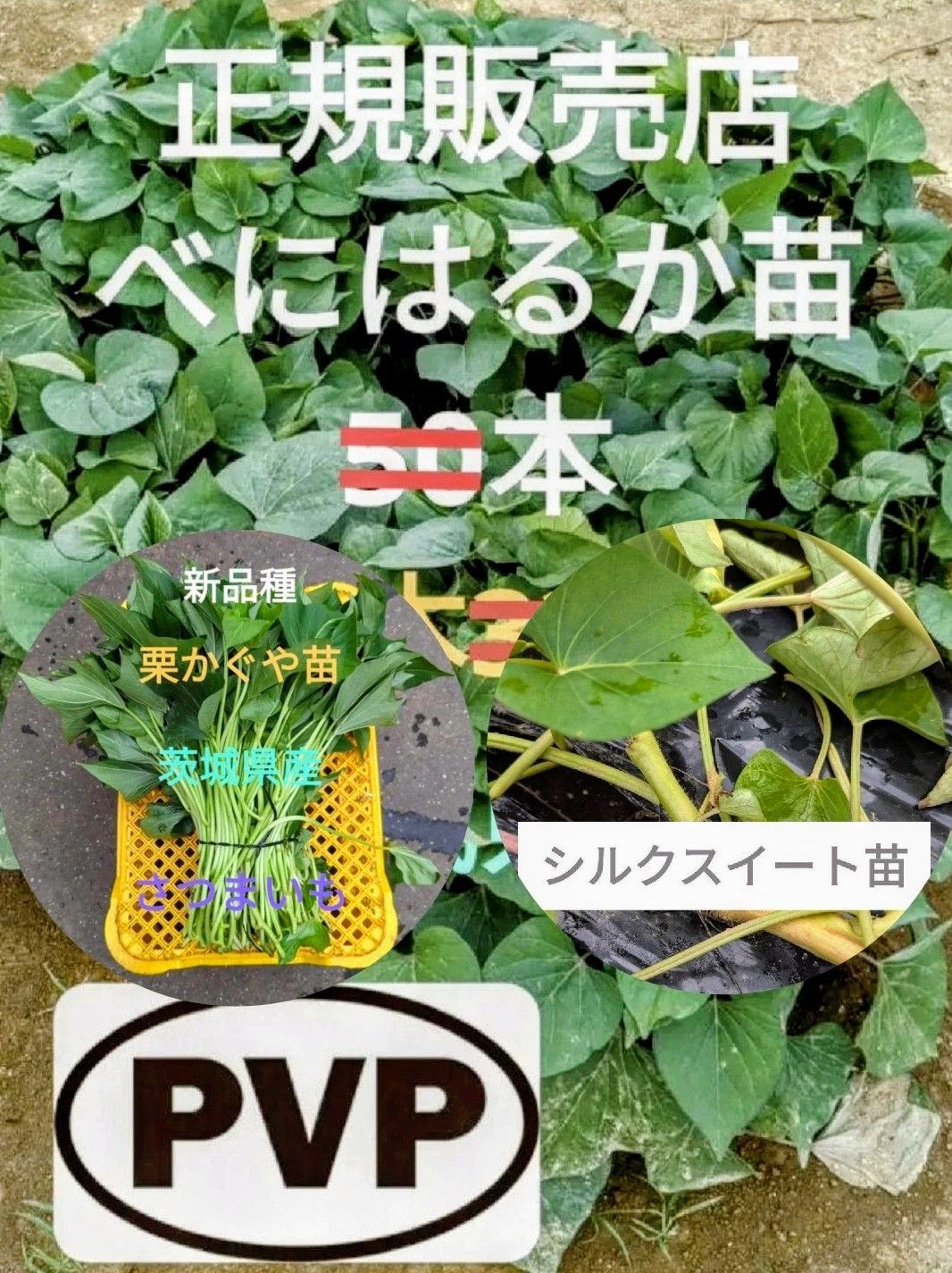 ベニはるか芋苗880本18日発送 さつまいも苗（サツマイモ）】 PVP登録