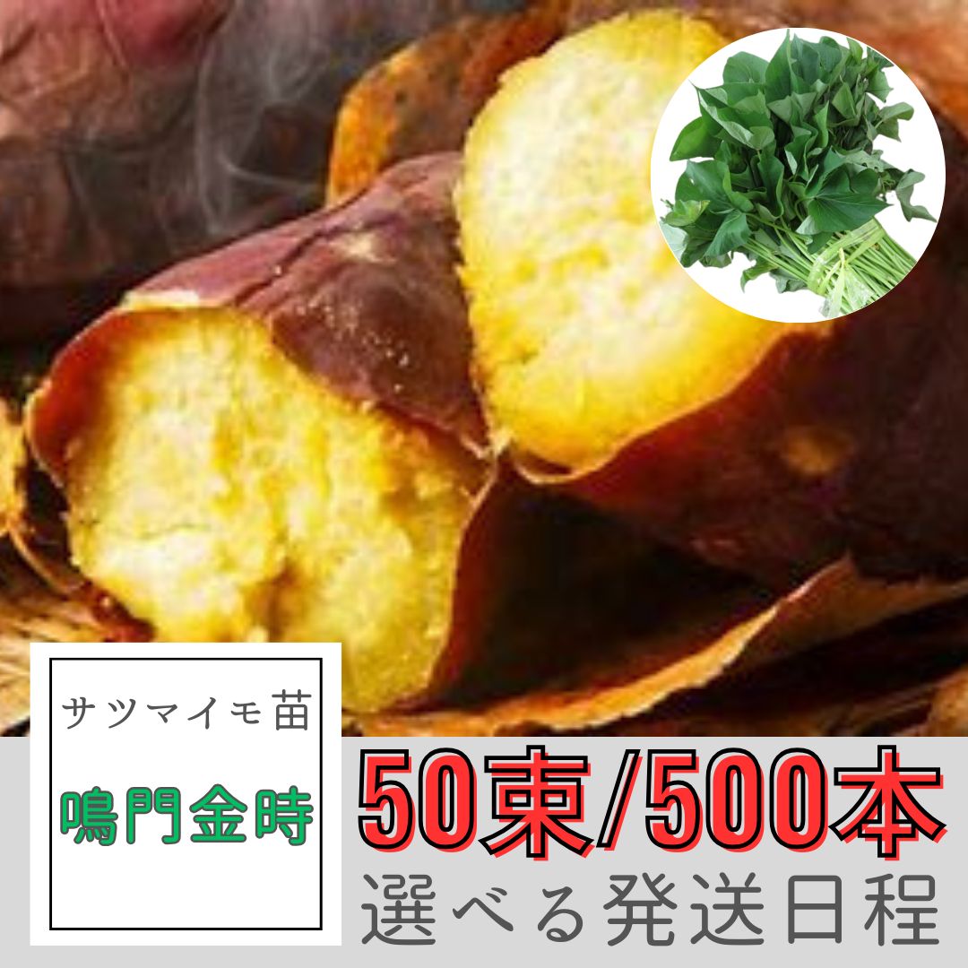 サツマイモ切苗 金時 300本 サツマイモ苗【鳴門金時】50束/500本