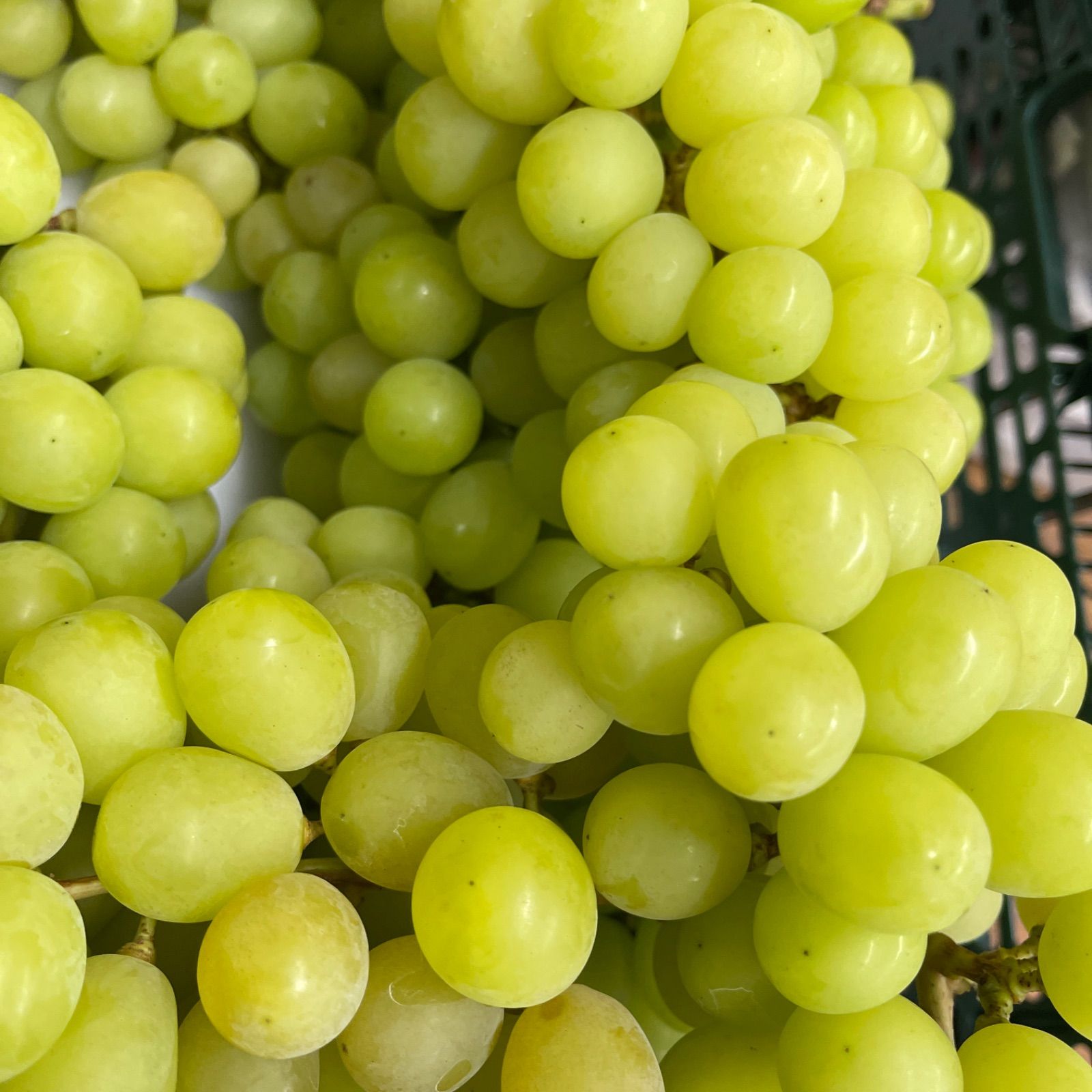 ゴールドシャインマスカット 粒 5キロ