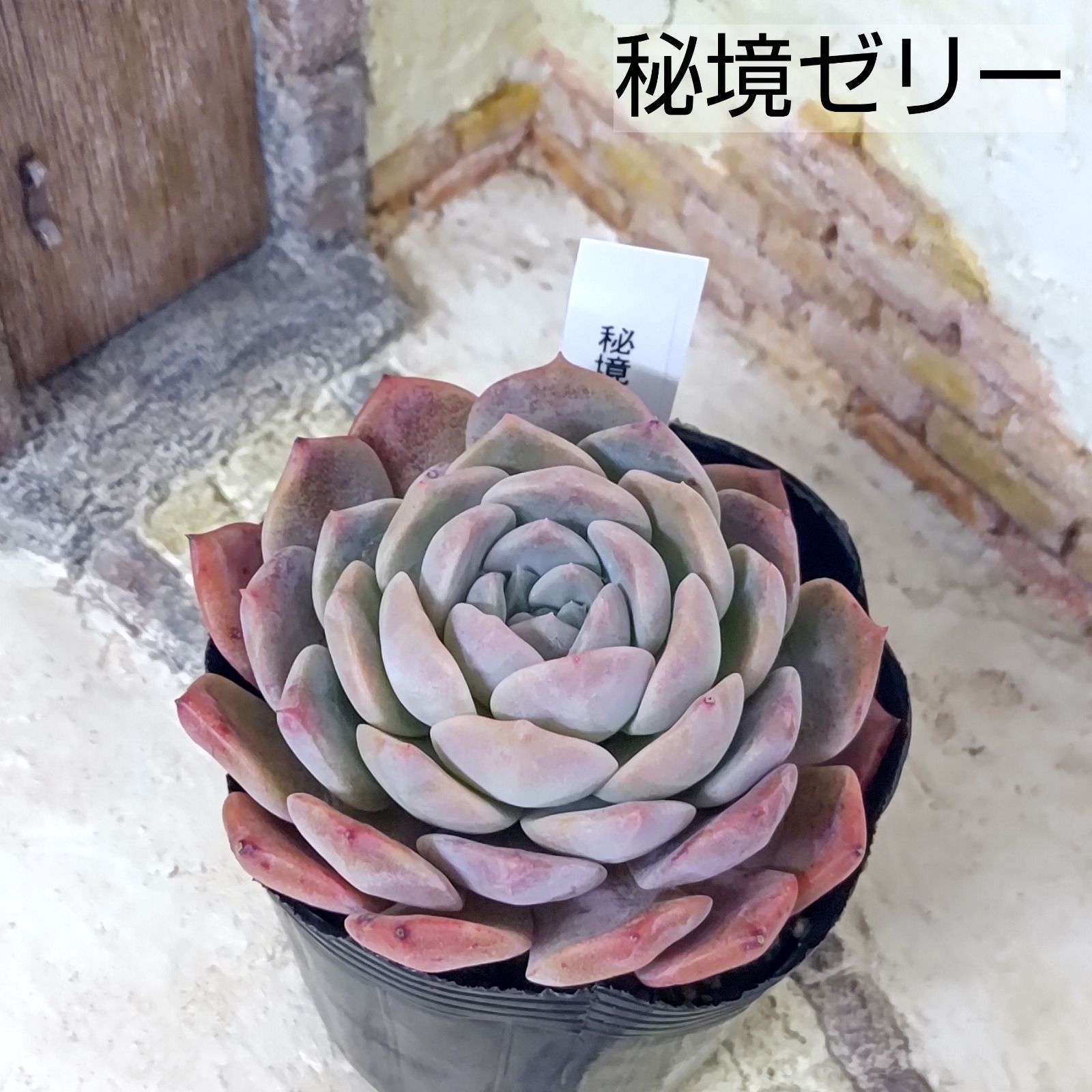 ♥多肉植物 韓国多肉 秘境ゼリー♥ 次回発送日1/30（火） - メルカリ
