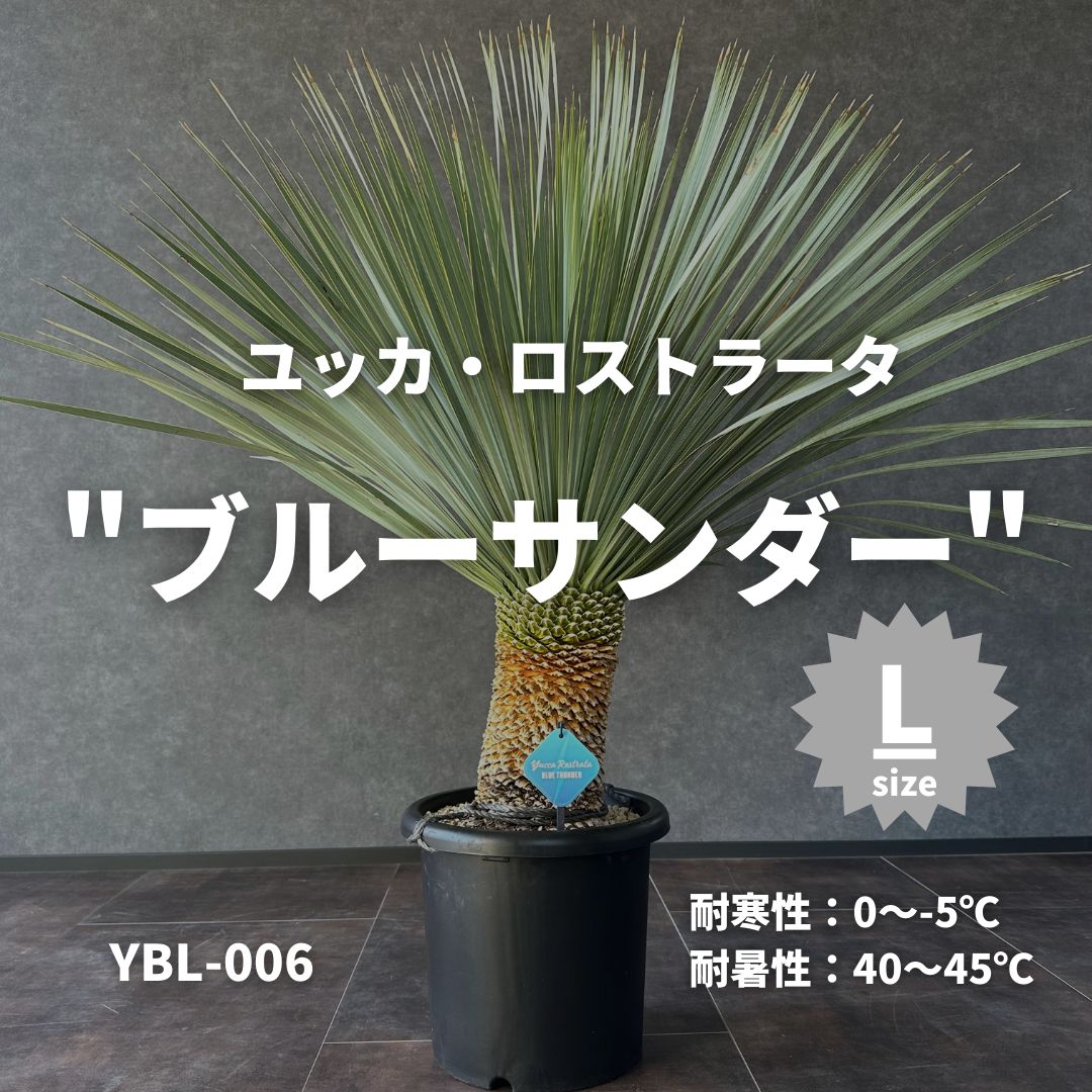ユッカ　ロストラータ　TR37　発根済 ユッカ ロストラータ TR37 発根済 - メルカリ