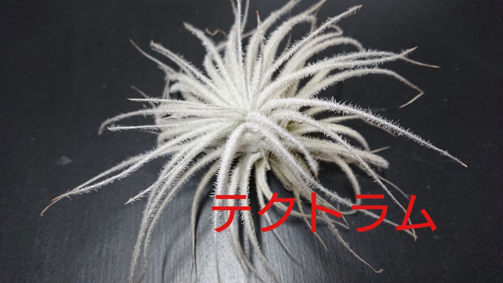 大きな取引 新品 未使用 エアープランツ チランジア テクトラム スモールサイズ 植物 観葉植物 Vesica Mk Vesica Mk