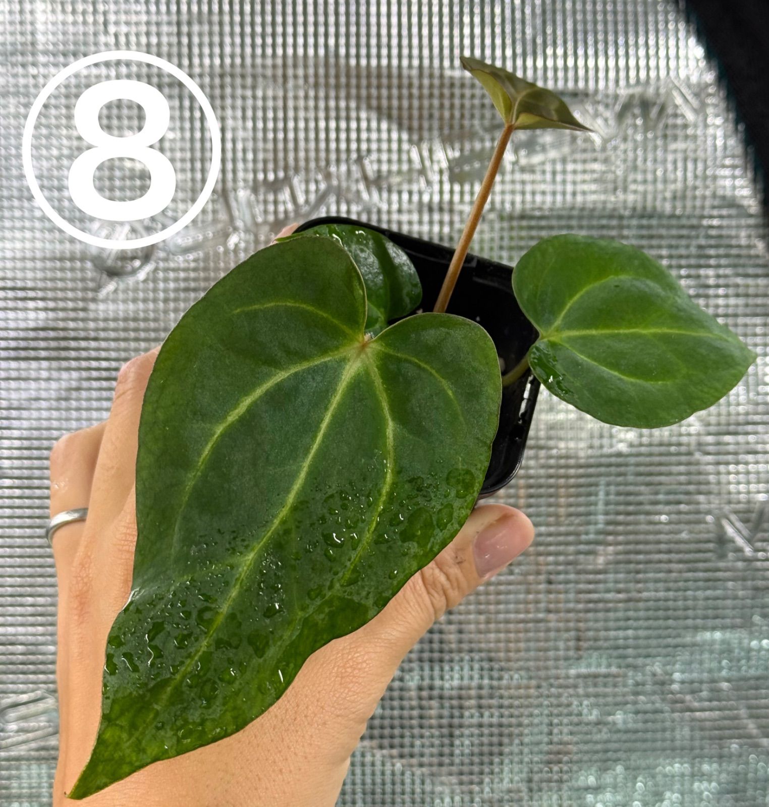 Anthuroom】Anthurium papillilaminum hybrid var. x carlablackiae