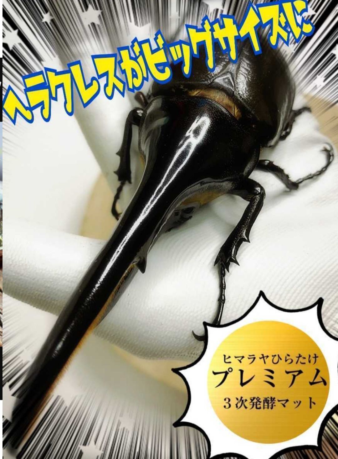 外国産カブトムシ幼虫が大きくなります