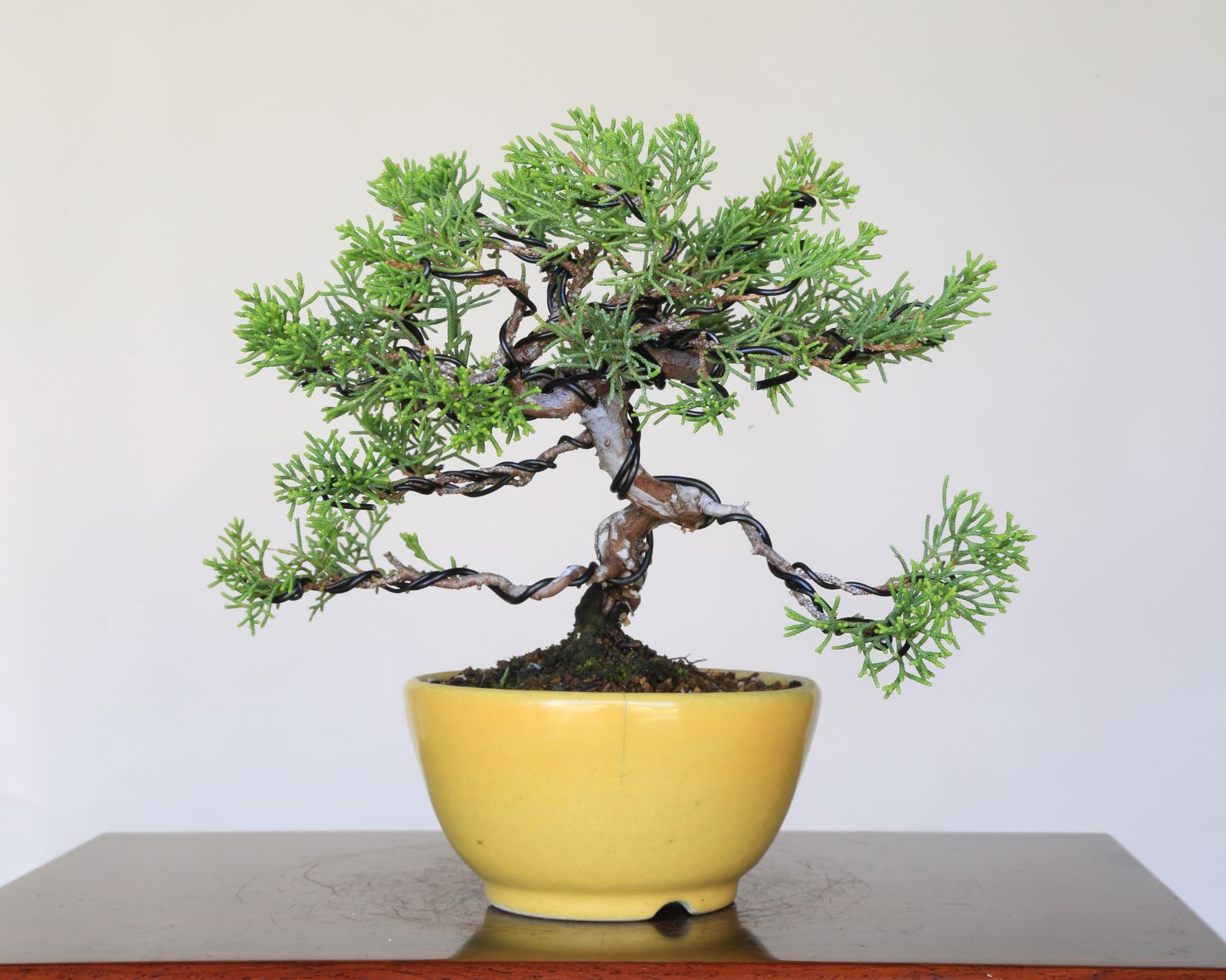 樹齢70年】盆栽 五葉松 八房福吾妻 双幹
