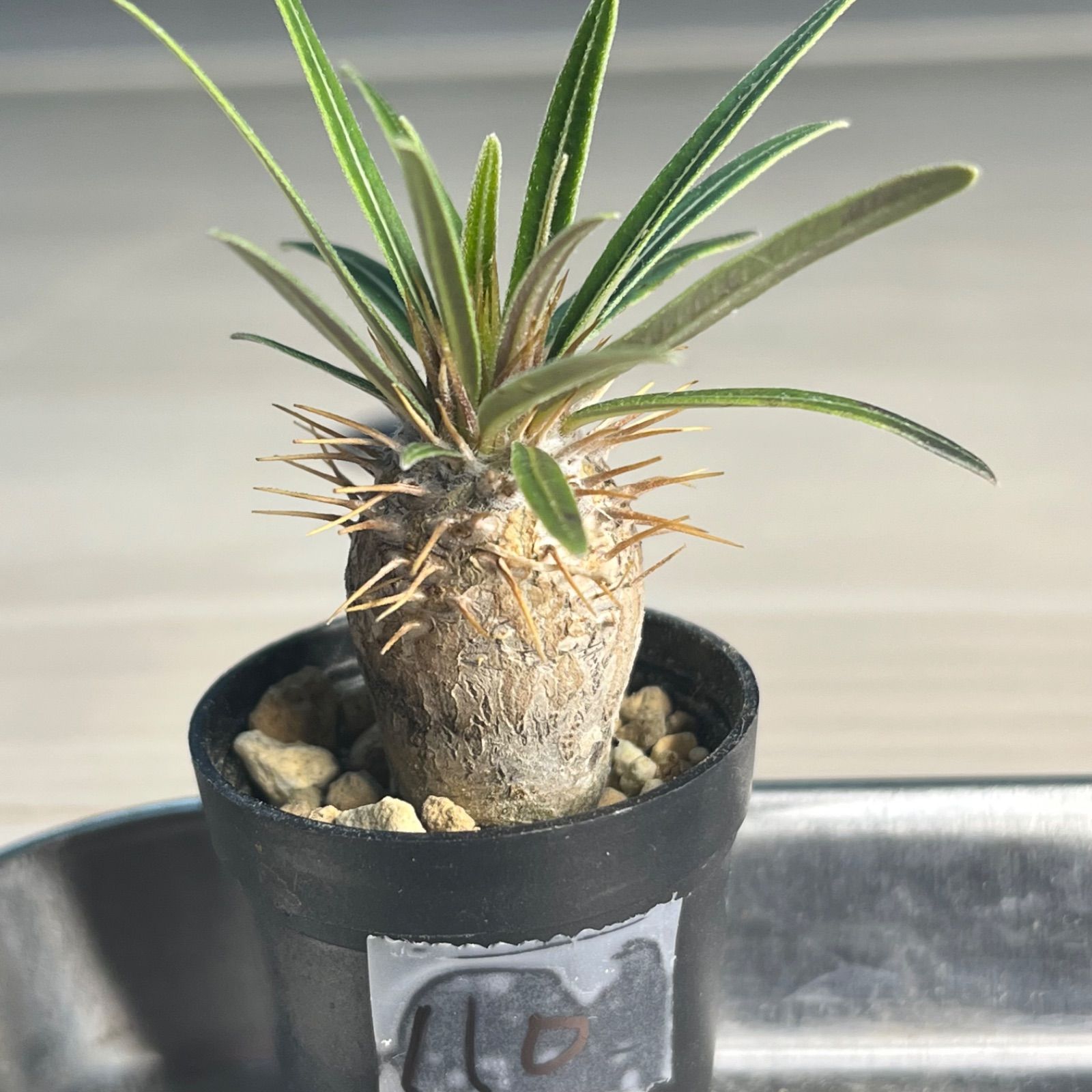 ゆ*い様 パキポディウム　グラキリス　実生株　鉢のままメルカリ便発送 パキポディウム グラキリス 実生株 鉢のままメルカリ便発送 ☆P-2