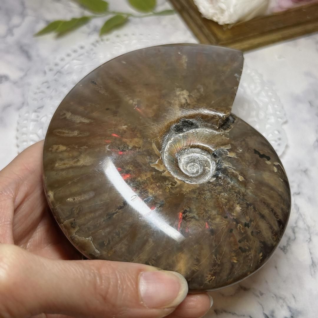 E9487】レッドファイヤー＊アンモナイト＊化石＊マダガスカル＊化石＊