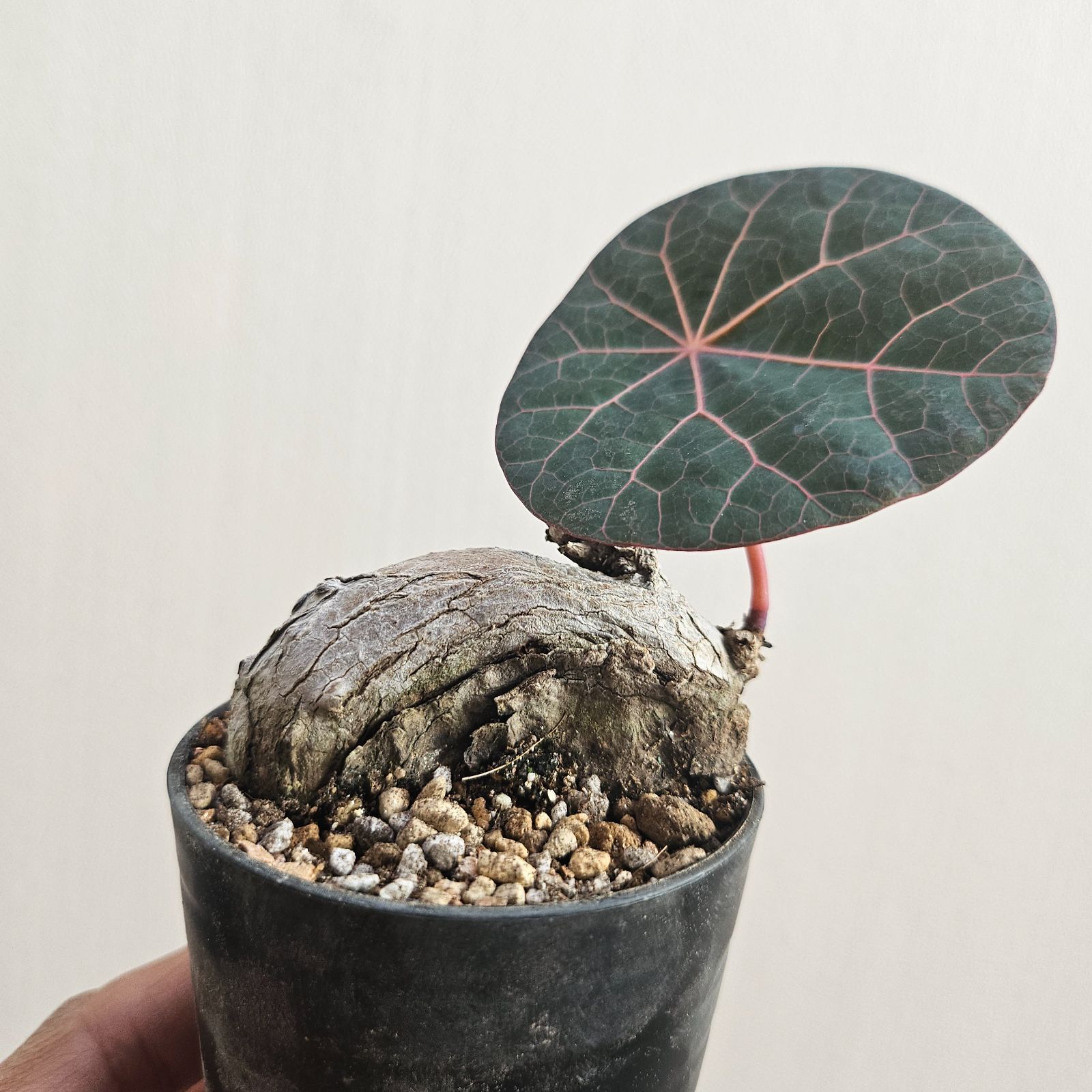 ＿*_様 極美株/塊根植物】ステファニア カウィーサキー　セレクト株　微発根 発根済み 大株】ステファニア カウィーサキー 極美株/塊根植物