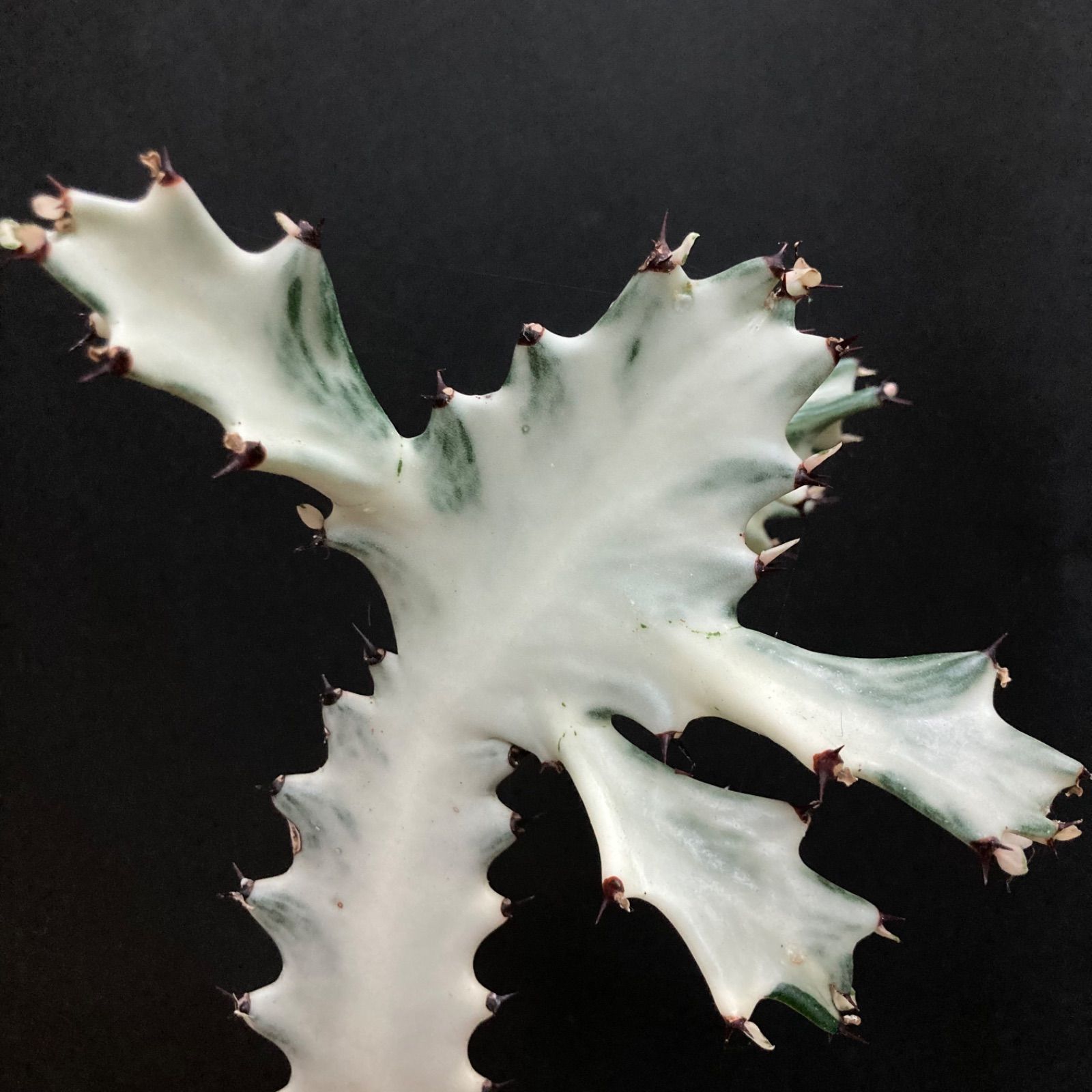 【美形】ユーフォルビア ホワイトゴースト #8 / 観葉植物 サボテン 多肉植物-6