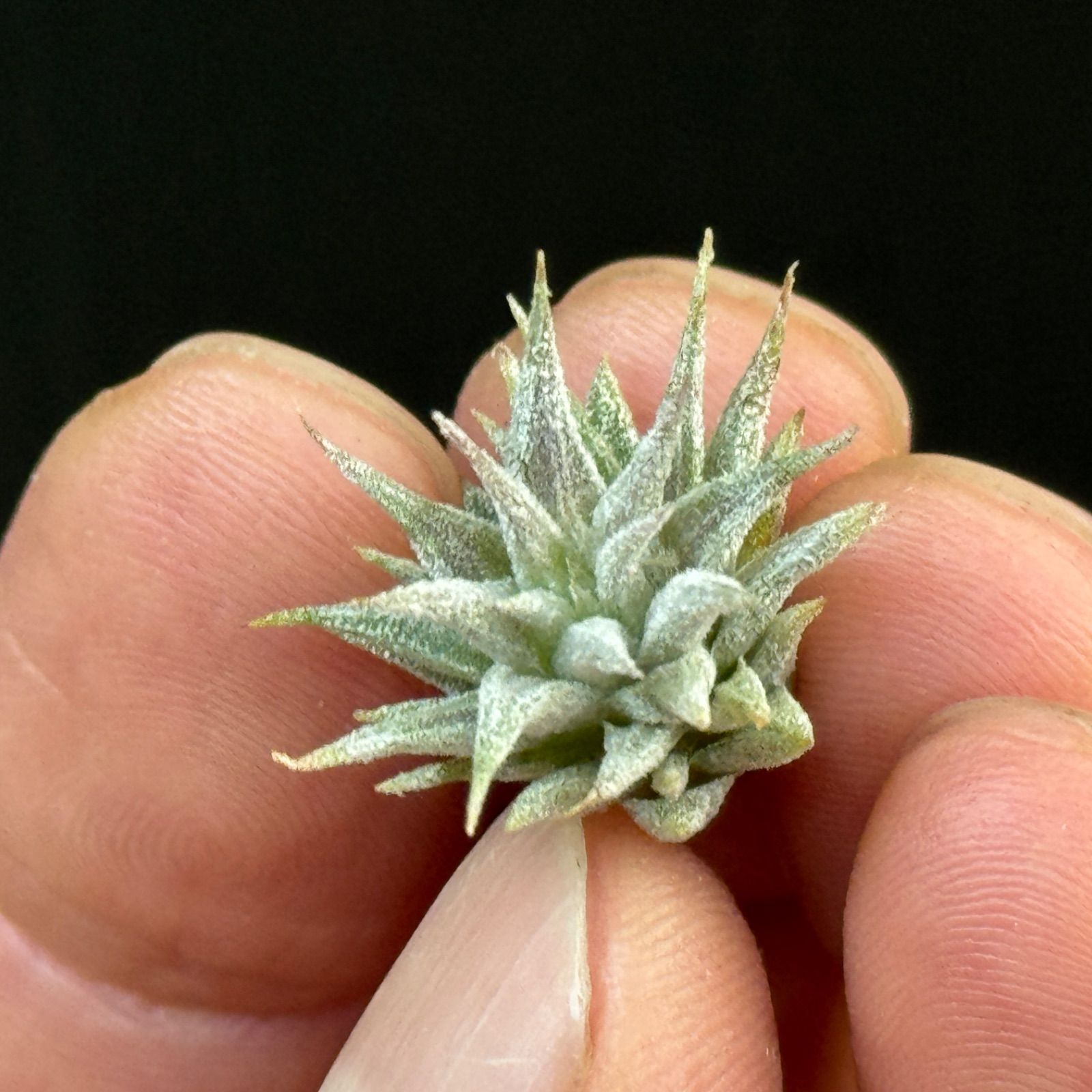 希少！イオナンタ ロケット/エアプランツ/エアープランツ ミニ株＊チランジア イオナンタ ロケット Tillandsia ionantha