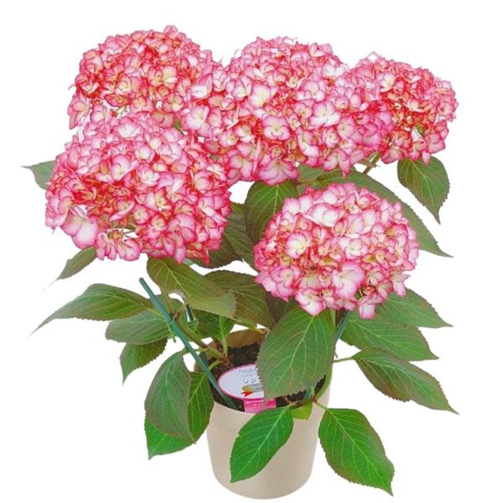 母の日 プレゼント 2023年 ギフト アジサイ 紫陽花 リップル 鉢植え 5号 ピンク 母の