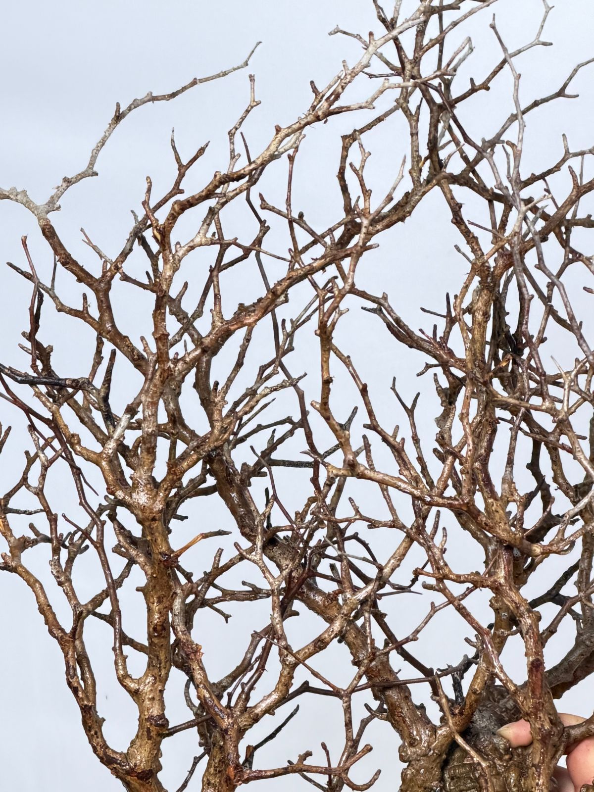 パキプス コーデックス