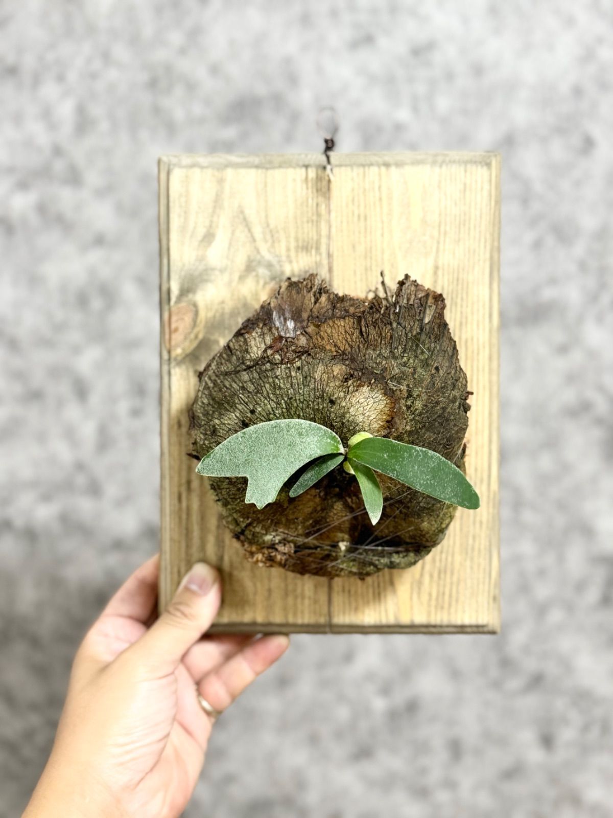 39 ＊希少限定一株！＊シルバードワーフ▽P.willinckii Wild