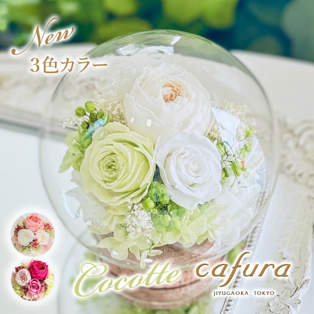 新品 cafura プリザーブドフラワー ガラスドーム(バニラピンク 新品 cafura プリザーブドフラワー ガラスドーム(バニラピンク