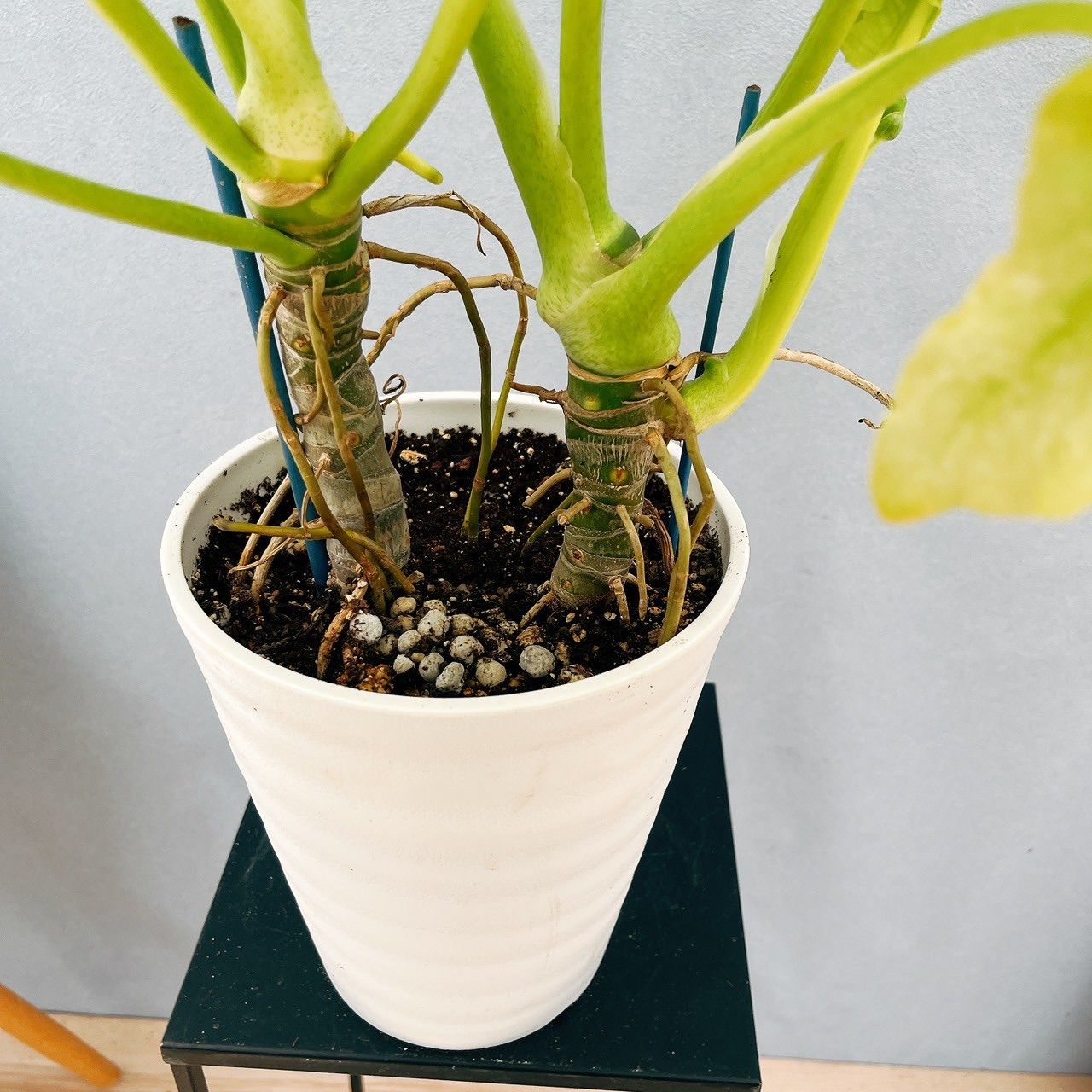 現品］【希少】11番 フィロデンドロン セロームゴールドリーフ 6号