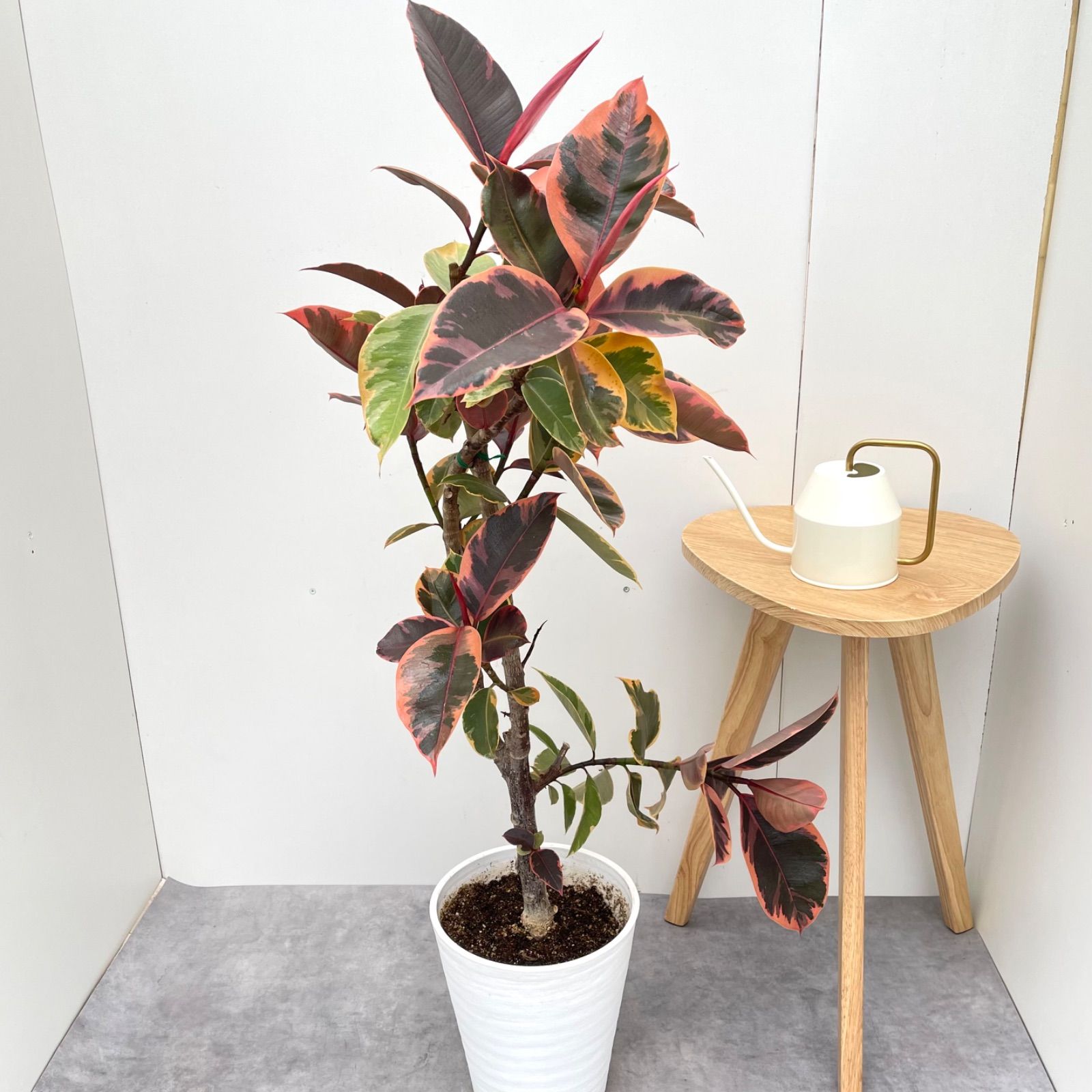 現品 観葉植物