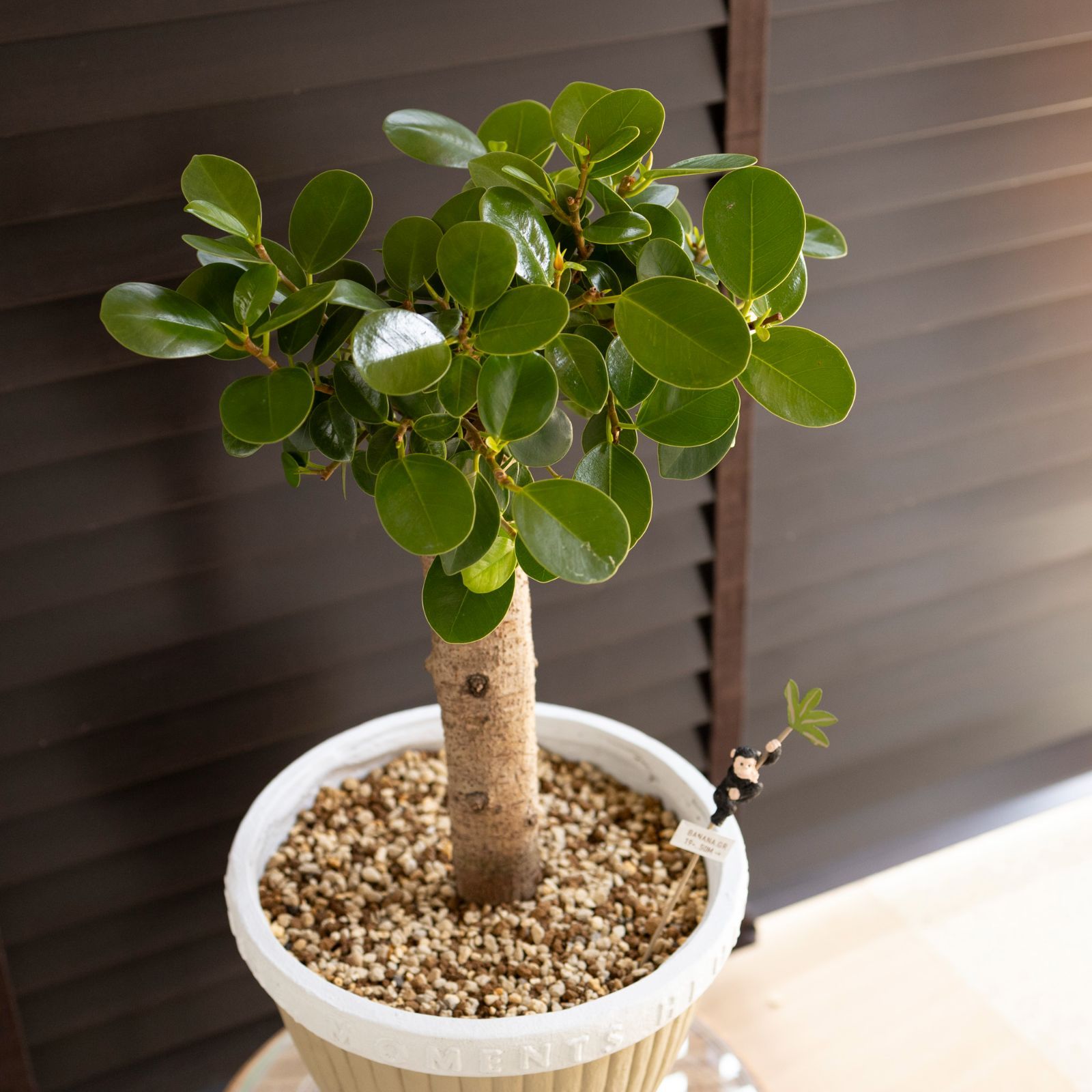 パンダガジュマル 7号 陶器鉢 観葉植物 ガジュマルの木 多幸の木