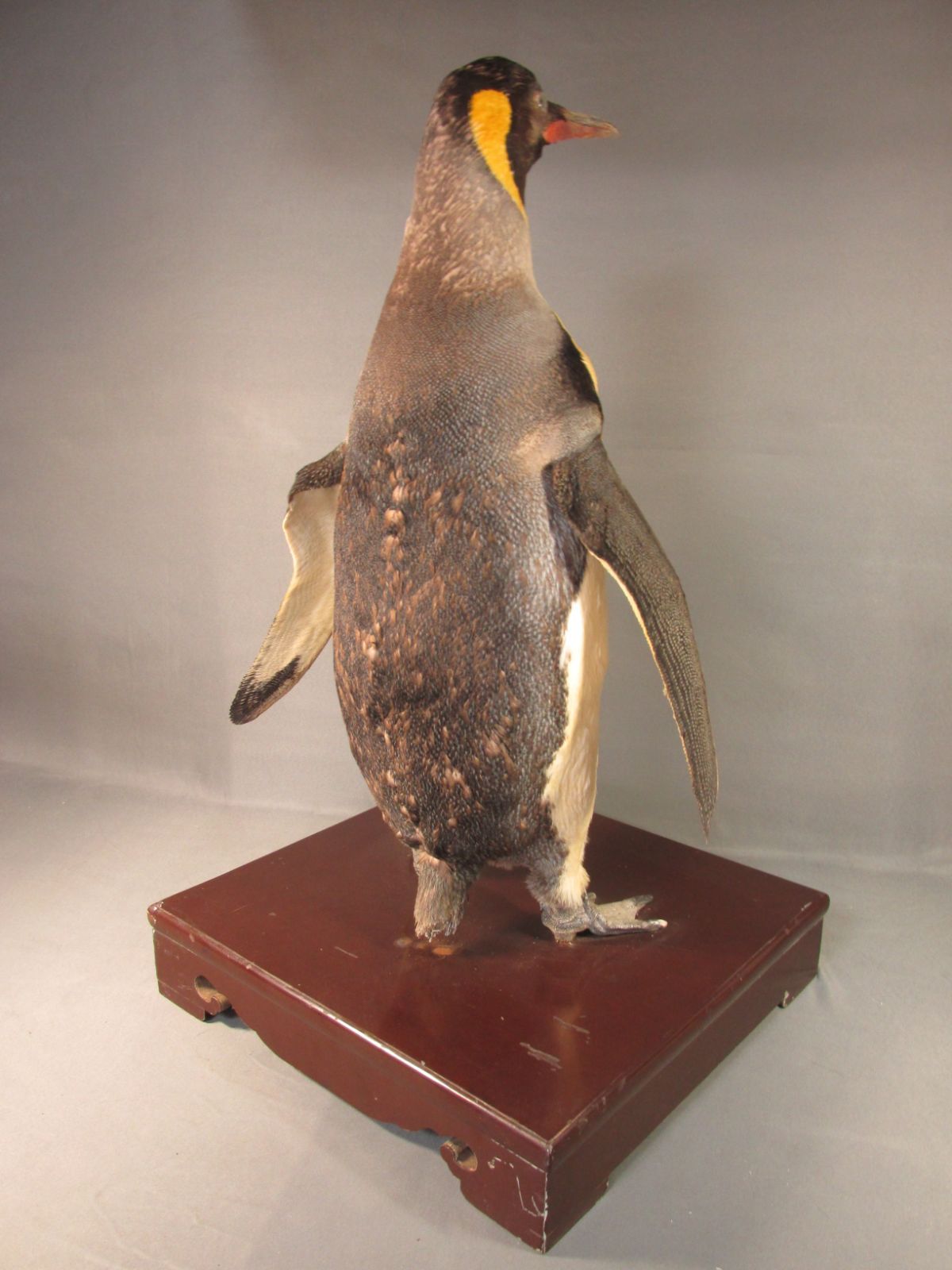 皇帝 ペンギン 本物 剥製 身長69cm - ヨザワヤ - メルカリ