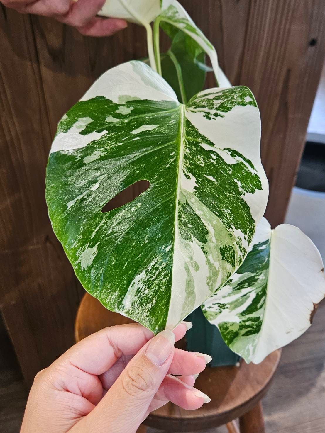 ブ*ル様 斑入りモンステラホワイトタイガー極美散り斑高さ59cm ボルシギアナ 極斑入り 美株 斑入りモンステラ ボルシギアナ ホワイトタイガー