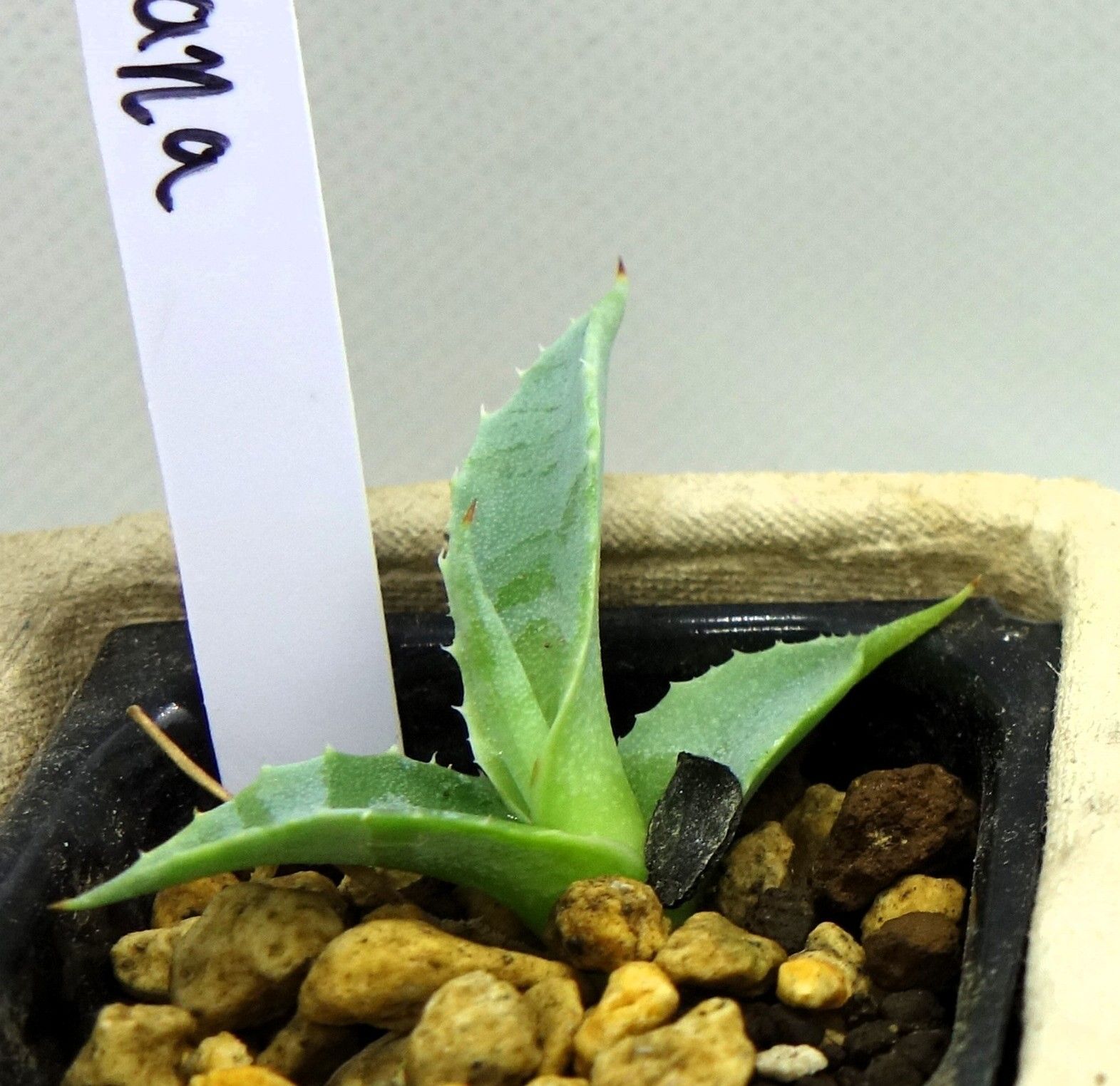 ラベル付き！アガベ実生 実生6種セットアソートX - メルカリ